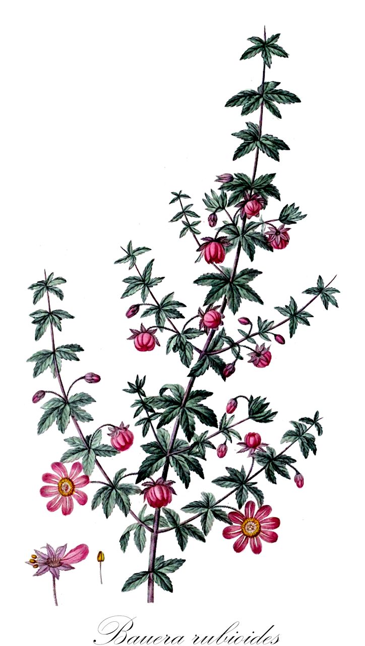 Bauera rubioides - Cunoniaceae,Plantae,Pteridobiotina,Angiosperms,Oxalidales,Cunoniaceae,Bauera,Bauera rubioides,Bauera billardierei, Bauera galioides, Bauera glabriflora, Bauera humilis, Bauera humilis var. brevipedunculata, Bauera microphylla, Bauera rubiifolia, Bauera rubioides var. alba, Bauera rubioides var. depressa, Bauera rubioides var. humilis, Bauera rubioides var. microphylla,Flussrose