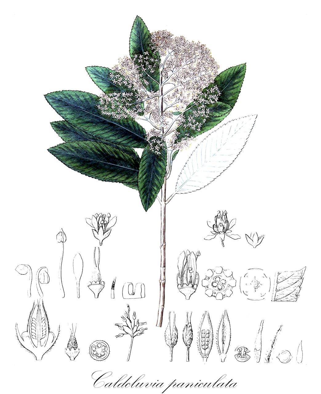 Caldcluvia paniculata - Cunoniaceae,Plantae,Pteridobiotina,Angiosperms,Oxalidales,Cunoniaceae,Caldcluvia,Caldcluvia paniculata,Caldcluvia paniculata var. mochaena, Dieterica paniculata, Weinmannia chilensis, Weinmannia corymbosa, Weinmannia paniculata