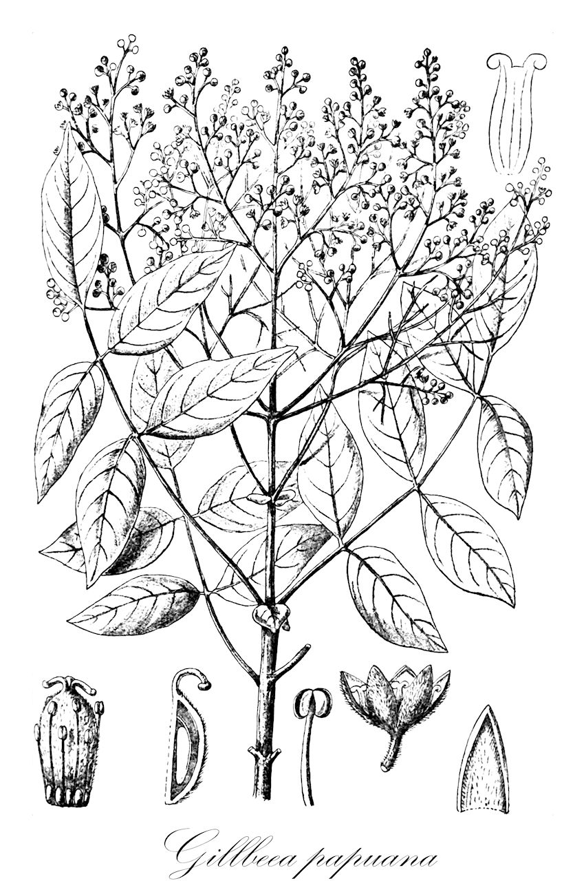 Gillbeea papuana - Cunoniaceae,Gillbeea ledermannii,Plantae,Pteridobiotina,Angiosperms,Oxalidales,Cunoniaceae,Gillbeea,Gillbeea papuana