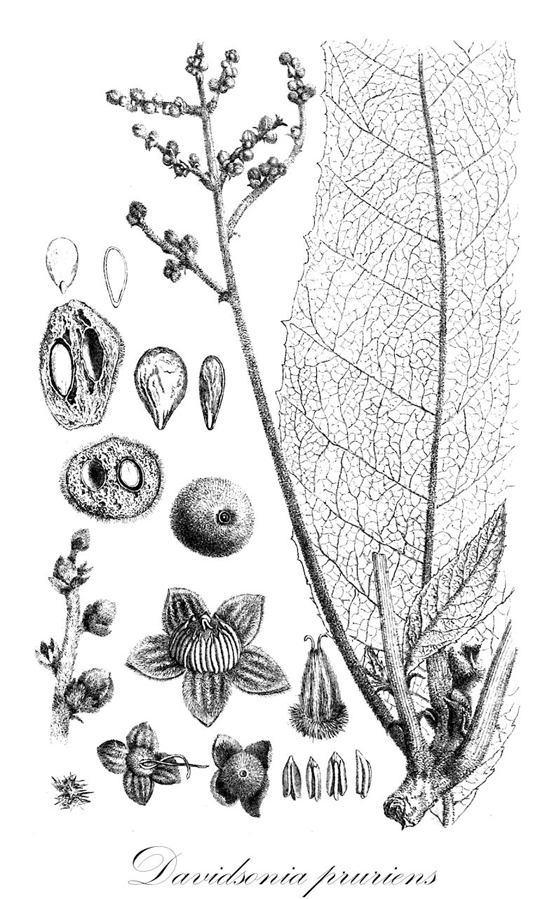 Davidsonia pruriens - Cunoniaceae,Plantae,Pteridobiotina,Angiosperms,Oxalidales,Cunoniaceae,Davidsonia,Davidsonia pruriens,Davidsonia pungens