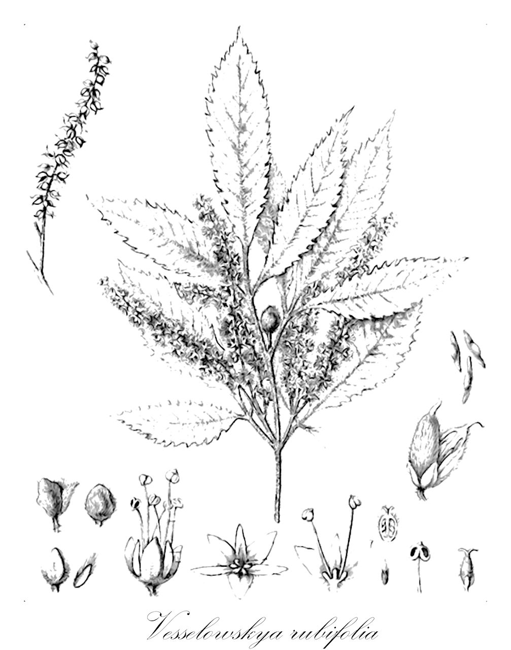 Vesselowskya rubifolia - Cunoniaceae,Plantae,Pteridobiotina,Angiosperms,Oxalidales,Cunoniaceae,Vesselowskya,Vesselowskya rubifolia,Geissois rubifolia, Weinmannia rubifolia, Windmannia rubifolia