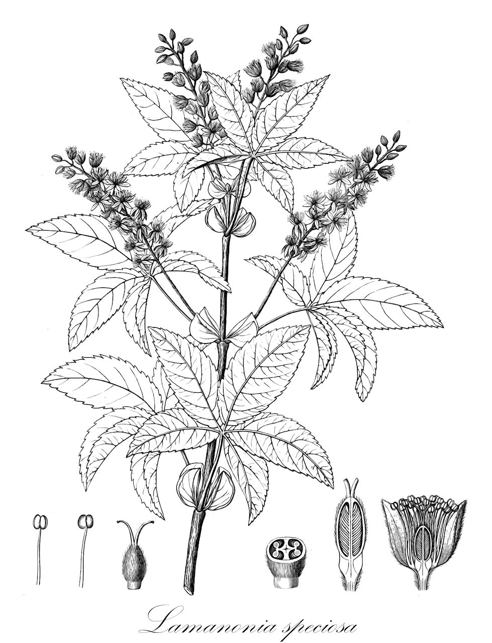 Lamanonia speciosa - Cunoniaceae,Plantae,Pteridobiotina,Angiosperms,Oxalidales,Cunoniaceae,Lamanonia,Lamanonia speciosa,Belangera grandistipularis, Belangera speciosa, Lamanonia grandistipularis