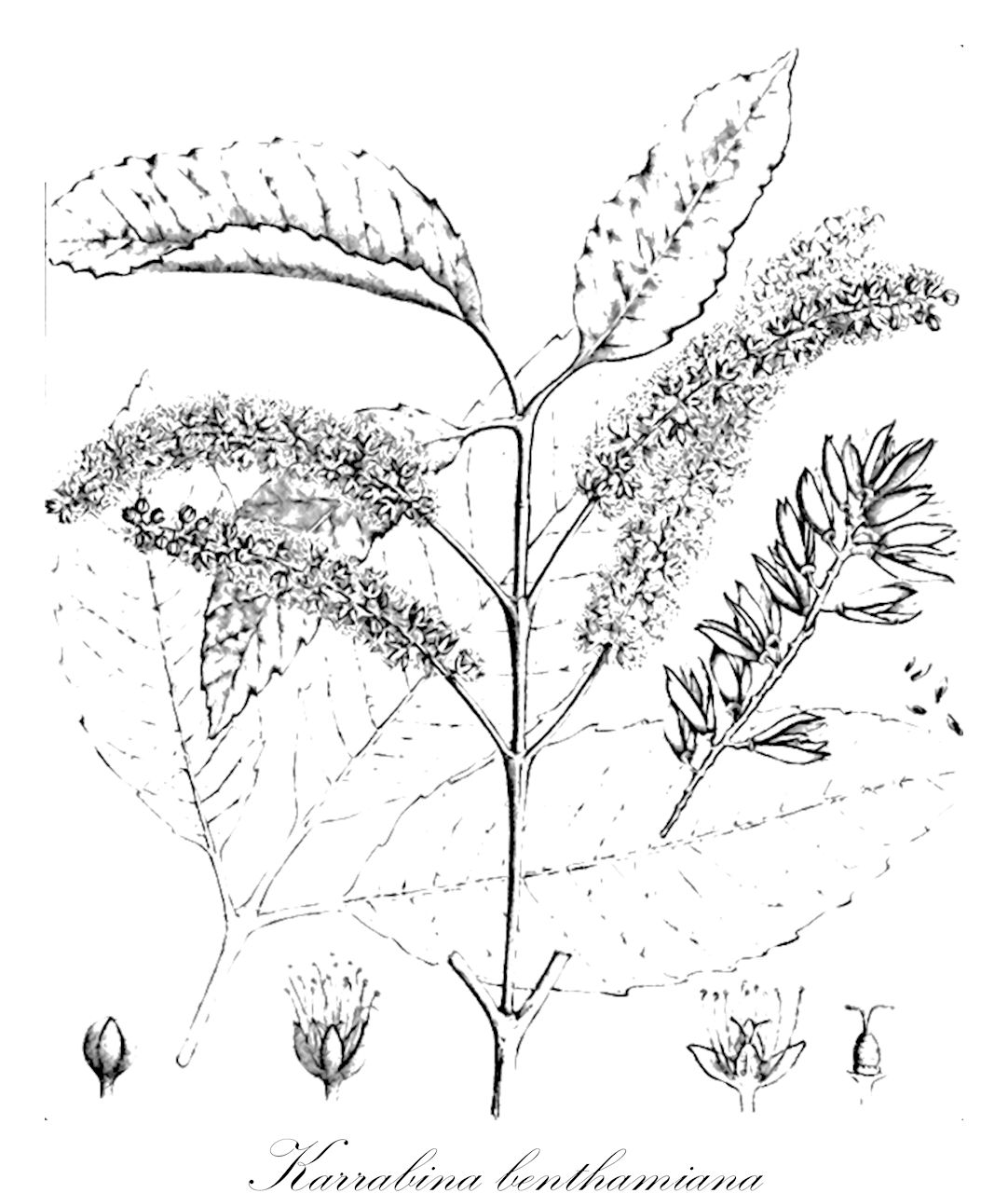 Karrabina benthamiana - Cunoniaceae,Plantae,Pteridobiotina,Angiosperms,Oxalidales,Cunoniaceae,Karrabina,Karrabina benthamiana,Geissois benthamiana, Geissois benthamii, Weinmannia benthamii, Weinmannia benthamii var. microcarpa, Weinmannia benthamii var. typica, Windmannia benthamii