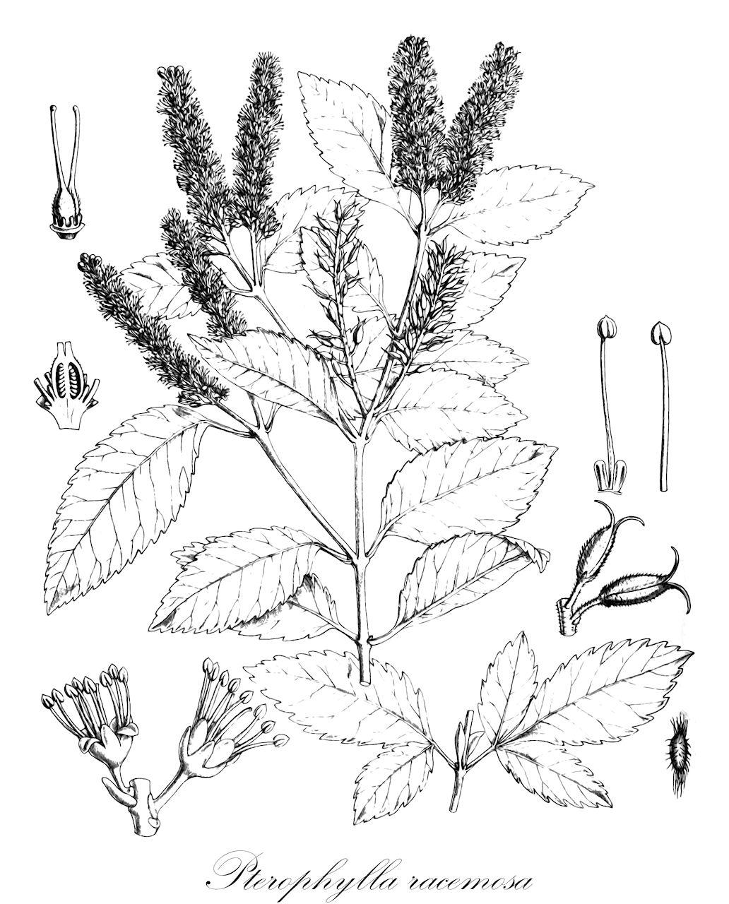 Pterophylla racemosa - Cunoniaceae,Plantae,Pteridobiotina,Angiosperms,Oxalidales,Cunoniaceae,Pterophylla,Pterophylla racemosa,Leiospermum racemosum, Weinmannia racemosa, Weinmannia speciosa, Windmannia racemosa