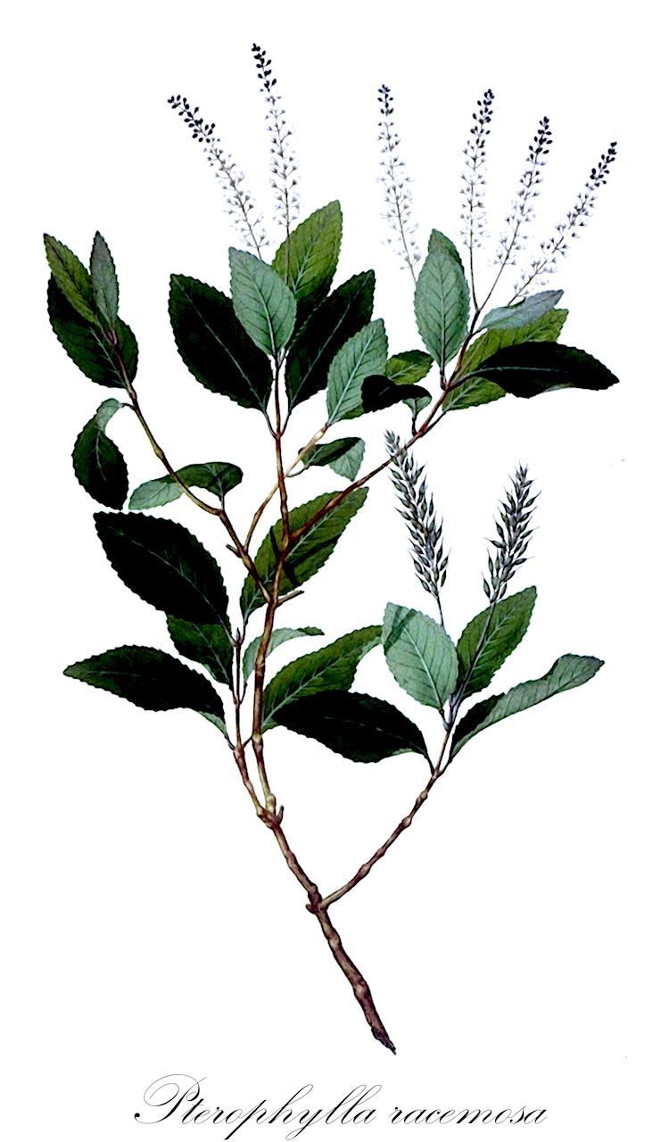 Pterophylla racemosa - Cunoniaceae,Leiospermum racemosum, Weinmannia racemosa, Weinmannia speciosa, Windmannia racemosa,Plantae,Pteridobiotina,Angiosperms,Oxalidales,Cunoniaceae,Pterophylla,Pterophylla racemosa