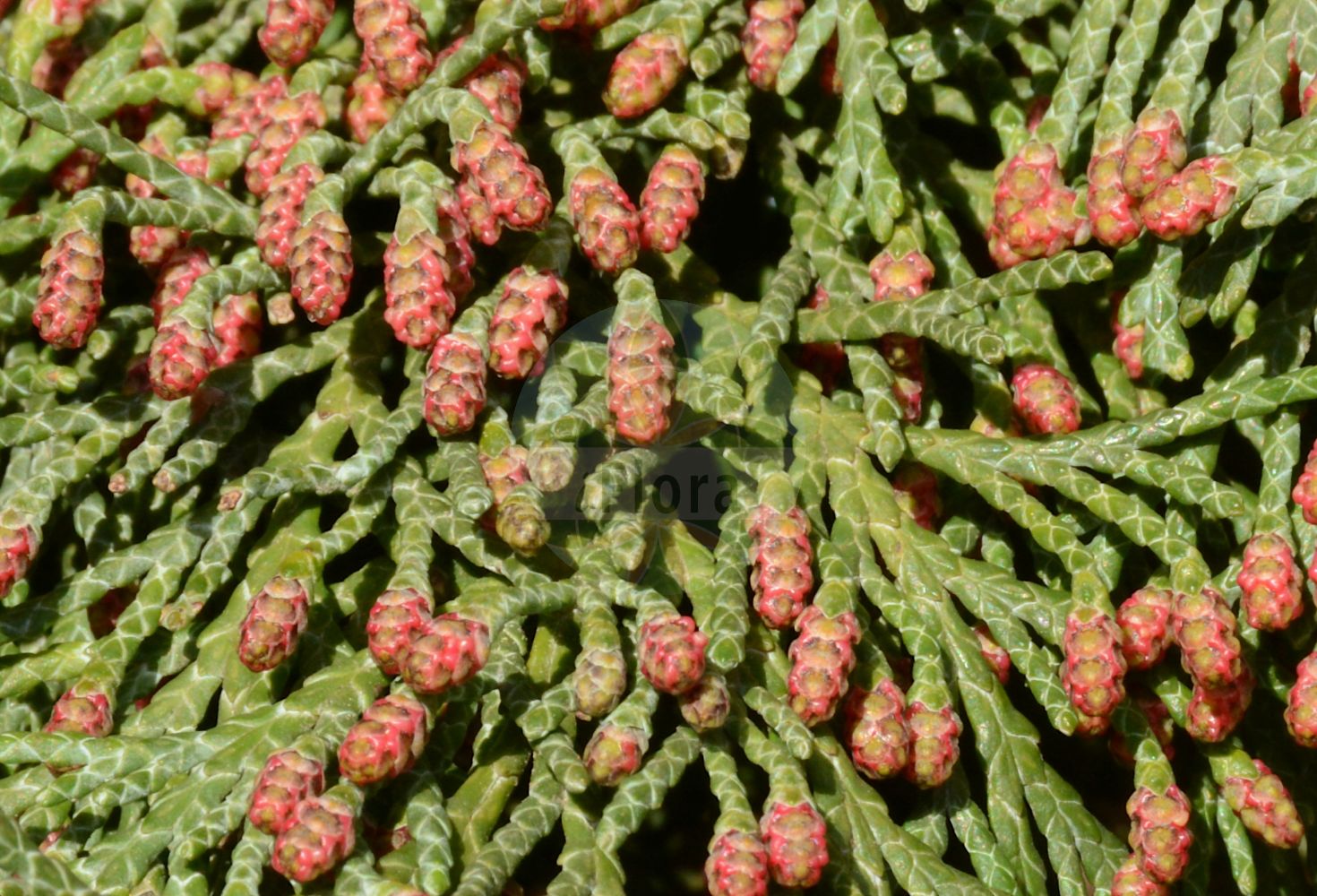 Chamaecyparis lawsoniana - Cupressaceae,Plantae,Pteridobiotina,Pinophyta,Pinopsida,Cupressidae,Cupressales,Cupressaceae,Chamaecyparis,Chamaecyparis lawsoniana,Chamaecyparis allumii, Chamaecyparis boursieri f. viridis, Chamaecyparis lawsoniana f. alba-spica, Chamaecyparis lawsoniana f. aluminii, Chamaecyparis lawsoniana f. argentea, Chamaecyparis lawsoniana f. erecta, Chamaecyparis lawsoniana f. filiformis, Chamaecyparis lawsoniana f. fletcheri, Chamaecyparis lawsoniana f. fraseri, Chamaecyparis lawsoniana f. glauca, Chamaecyparis lawsoniana f. glaucescens, Chamaecyparis lawsoniana f. gracilis, Chamaecyparis lawsoniana f. intertexta, Chamaecyparis lawsoniana f. lutea, Chamaecyparis lawsoniana f. nana, Chamaecyparis lawsoniana f. pendula, Chamaecyparis lawsoniana f. pendula-alba, Chamaecyparis lawsoniana f. pendula-vera, Chamaecyparis lawsoniana var. argentea, Chamaecyparis lawsoniana var. billwoodiana, Chamaecyparis lawsoniana var. glauca, Chamaecyparis lawsoniana var. minima-glauca, Chamaecyparis lawsoniana var. nana-glauca, Chamaecyparis lawsoniana var. pendula, Chamaecyparis lawsoniana var. pendula-vera, Chamaecyparis lawsoniana var. stewartii, Cupressus fragrans, Cupressus lawsoniana, Cupressus lawsoniana f. alumnii, Cupressus lawsoniana f. argentea, Cupressus lawsoniana f. lutea, Cupressus lawsoniana f. stewartii, Cupressus lawsoniana f. viridis, Cupressus lawsoniana var. alba-spica, Cupressus lawsoniana var. alba-spica-nana, Cupressus lawsoniana var. aluminii, Cupressus lawsoniana var. argentea, Cupressus lawsoniana var. erecta, Cupressus lawsoniana var. filiformis, Cupressus lawsoniana var. glauca, Cupressus lawsoniana var. gracilis, Cupressus lawsoniana var. intertexta, Cupressus lawsoniana var. minima-glauca, Cupressus lawsoniana var. nana-glauca, Cupressus lawsoniana var. pendula, Cupressus lawsoniana var. pendula-alba, Cupressus lawsoniana var. pendula-vera, Cupressus nutkanus, Retinispora lawsoniana,Lawsons Scheinzypresse;Lawsons Zypresse;Lawson-Scheinzypresse;lawson's cypress;port-orford-cedar;ginger-pine;lawson false cypress;lawson's false cypress;oregon cedar;oregon cypress;port orford cedar;port orford white cedar;Cyprès de Lawson;ciprés de Lawson;cedro de Oregón;cedro de Porto Orford;Cipresso di Lawson;Californische cipres;Lawson-cypres;Lawson-cipres;cedro-branco;cedro-do-oregón;кипарисовик Лавсона;xiprer de Lawson;Lawsonov pačempres;ädelcypres;ädelcypress;ædelcypres;Lawsons ædelcypres;cyprysik Lawsona;hinoki;ヒノキ;Lawsonova pacipresa;oregoni hamisciprus;cypřišek Lawsonův;cypruštek Lawsonov;кипарисовик лавсона;lawsonsypress;lawsoninsypressi;Лавсонов хамеципарис;Lawson altzifrea;mei guo bian bai;měi guó yè biǎn bǎi;美国尖叶扁柏