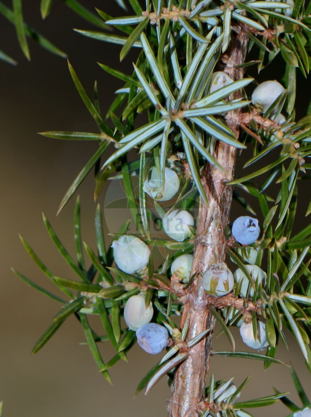 Juniperus communis - Cupressaceae,Plantae,Pteridobiotina,Pinophyta,Pinopsida,Cupressidae,Cupressales,Cupressaceae,Juniperus,Juniperus communis,Juniperus albanica, Juniperus argaea, Juniperus borealis, Juniperus communis f. aurea, Juniperus communis f. compressa, Juniperus communis f. crispa, Juniperus communis f. oblonga-pendula, Juniperus communis f. pendula, Juniperus communis f. pendulina, Juniperus communis f. pungens, Juniperus communis f. stricta, Juniperus communis f. suecica, Juniperus communis subsp. brevifolia, Juniperus communis subsp. cupressiformis, Juniperus communis subsp. hemisphaerica, Juniperus communis subsp. pannonica, Juniperus communis var. arborescens, Juniperus communis var. aurea, Juniperus communis var. brevifolia, Juniperus communis var. compressa, Juniperus communis var. erecta, Juniperus communis var. fastigiata, Juniperus communis var. hispanica, Juniperus communis var. montana, Juniperus communis var. oblonga, Juniperus communis var. oblonga-pendula, Juniperus communis var. pendens, Juniperus communis var. pendula, Juniperus communis var. pendula-aurea, Juniperus communis var. reflexa, Juniperus communis var. stricta, Juniperus communis var. suecica, Juniperus communis var. variegata-aurea, Juniperus communis var. vulgaris, Juniperus compressa, Juniperus cracovia, Juniperus dealbata, Juniperus fastigiata, Juniperus hibernica, Juniperus hispanica, Juniperus interrupta, Juniperus kanitzii, Juniperus microphylla, Juniperus oblonga-pendula, Juniperus oxycedrus subsp. hemisphaerica, Juniperus reflexa, Juniperus saxatilis, Juniperus uralensis, Juniperus vulgaris, Juniperus withmanniana, Sabina dealbata,Gewöhnlicher Wacholder;Heide-Wacholder;Gewöhnlicher Heide-Wacholder;Zwerg-Wacholder;Echter Wacholder;common juniper;juniper;genévrier commun;Genévrier;Genévrier commun;genévrier alpin;genévrier hémisphérique;genévrier nain;genévrier des Alpes;genibre;genièvre;peteron;petrot;piket;enebro común;sabina morisca;enebro rastrero;jabino;enebro de montaña;enebro;enebro real;azotacristos;enebro hemisférico;grojo;sabino;enebro achaparrado;enebro enano;enebro montaño;xinebro;Ginepro;Ginepro comune;ginepro nano;ginepro emisferico;jeneverboom;jeneverbes;zimbro-anão;zimbro-comúm;zimbro-rasteiro;zimbro-comum;верес;можжевельник полушаровидный;можжевельник длиннолистный;можжевельник обыкновенный;можжевельник сибирский;ardıç;bodur ardıç;dëllinjë;ginebre;ginebró;ginebró hemisfèric;ginebró nan;česmika planinska;kleka;obična borovica;smreka;vanlig en;en;fjällen;ene;fjeld-ene;jałowiec pospolity;jałowiec pospolity halny;rishiri-byakushin;リシリビャクシン;navadni brin;pritlikavi brin;sibirski brin;közönséges boróka;jalovec obecný;jalovec obecný nízký;ienupăr;borievka obyčajná;borievka rozprestrená;яловець звичайний;яловець низькорослий;яловець сибірський;обикновена хвойна;дребна хвойна;арктическая хвойна;Сибирска хвойна;harilik kadakas;zviedrijas kadiķis;einer;fjelleiner;vanlig einer;kataja;kotikataja;lapinkataja;einir;вења;клека;клечица;смрека;paprastasis kadagys;ar'ar shaya;عرعر شائع;άρκευθος κοινή;άρκευθος νανοφυίς;κέδρος;ipar ipurua;ipar-orrea;xī bó lì yà cì bǎi;西伯利亚刺柏