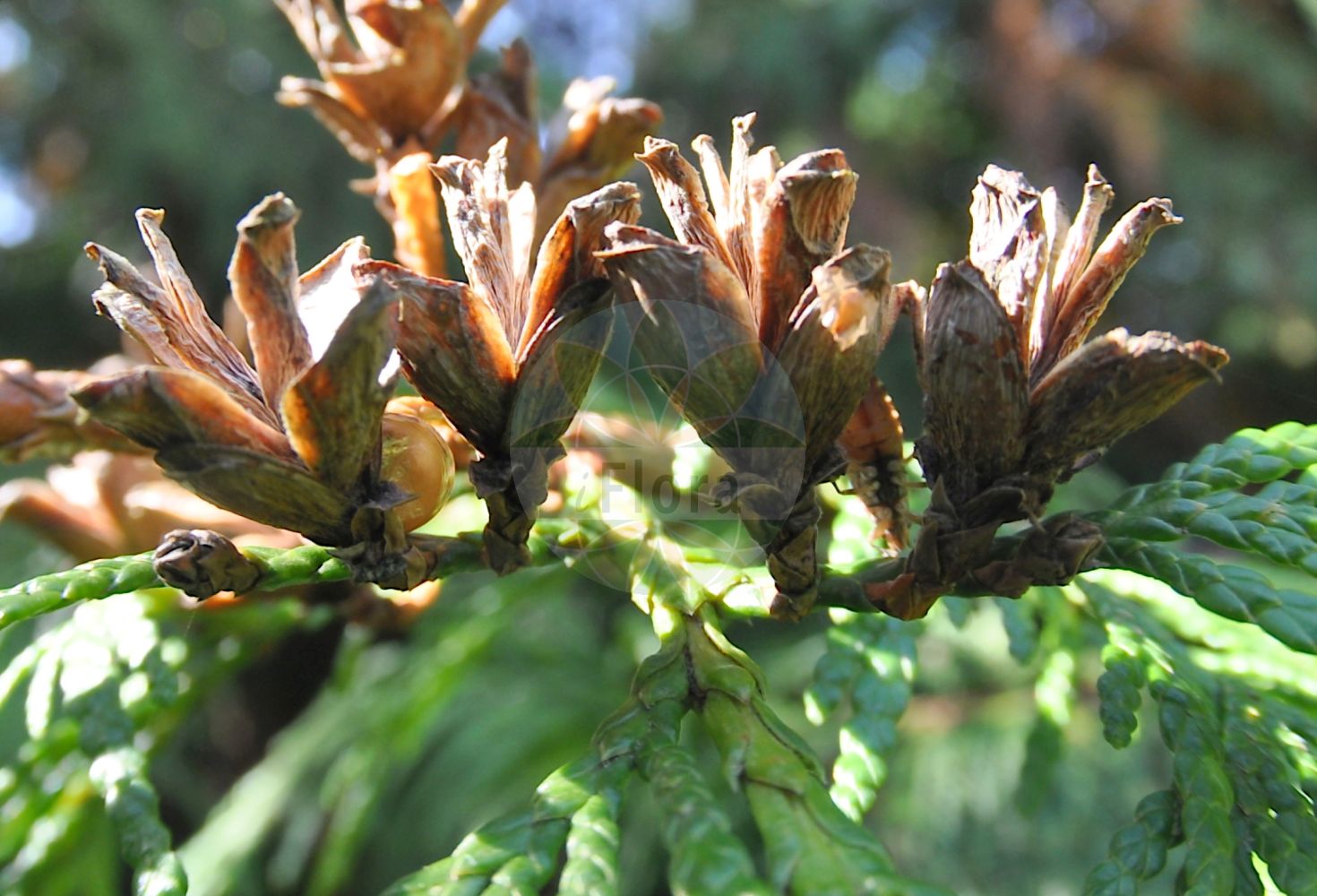 Thuja plicata - Cupressaceae,Plantae,Pteridobiotina,Pinophyta,Pinopsida,Cupressidae,Cupressales,Cupressaceae,Thuja,Thuja plicata,Libocedrus craigiana, Libocedrus gigantea, Thuja asplenifolia, Thuja californica, Thuja douglasii, Thuja flabellata, Thuja gigantea, Thuja gigantea var. atrovirens, Thuja gigantea var. pendula, Thuja lobbiana, Thuja lobbii, Thuja lycopodioides, Thuja menziesii, Thuja menziesii var. fastigiata, Thuja occidentalis var. plicata, Thuja plicata f. atrovirens, Thuja plicata f. fastigiata, Thuja plicata f. pendula, Thuja plicatilis, Thuja wareana,Riesen-Lebensbaum;western red-cedar;western redcedar;british columbian red cedar;canoe cedar;giant arbor vitae;shinglewood;Thuya géant;thuya plissé;cèdre de l'Ouest;thuya de Lobb;thuya géant de Californie;thuya gigante de California;tuya gigante de California;tuya gigante;Tuia maggiore;tuia gigante;tuia di California;reuzenlevensboom;tuia-gigante;туя гигантская;туя складчатая;jättetuja;kæmpe-thuja;żywotnik olbrzymi;óriás tuja;zerav obrovský;zerav řasnatý;tuja riasnatá;туя складчаста;kjempetuja;jättituija;џиновска туја;běi měi qiáo bǎi;北美乔柏