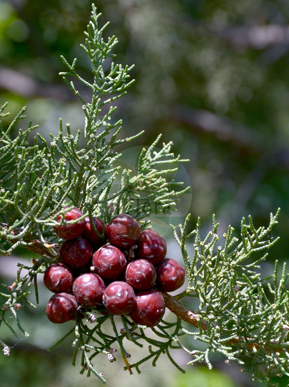 Juniperus phoenicea - Cupressaceae,Plantae,Pteridobiotina,Pinophyta,Pinopsida,Cupressidae,Cupressales,Cupressaceae,Juniperus,Juniperus phoenicea,Cupressus devoniana, Cupressus tetragona, Juniperus bacciformis, Juniperus divaricata, Juniperus formosa, Juniperus langoldiana, Juniperus malacocarpa, Juniperus myosuros, Juniperus myurus, Juniperus phoenicea f. megalocarpa, Juniperus phoenicea var. lobelii, Juniperus phoenicea var. lycia, Juniperus phoenicea var. malacocarpa, Juniperus phoenicea var. prostrata, Juniperus phoenicea var. pyramidalis, Juniperus phoenicea var. sclerocarpa, Juniperus terminalis, Juniperus tetragona, Sabina bacciformis, Sabina lycia, Sabina phoenicea, Sabinella phoenicea,Phönizischer Wacholder;genévrier de Phénicie;morven;lycien;genévrier lycien;genévrier rouge;sabina negral;cedro de España;sabina de roca;sabina fenicia;sabina negra;sabina pudia;sabina roma;sabina suave;ginepro feniceo;cedrolicio;cedro licio;ginepro fenicio;Fenicisch jeneverbes;sabina-da-praia;zimbreira;zimbro-das-areias;можжевельник красноплодный;finike ardıcı;dëllinjë;savina;savina comuna;fenička borovica;fenicisk en;jałowiec fenicki;föníciai boróka;jalovec fénický;borievka purpurová;ar'ar adom;עַרְעָר אָדֹם;عرعار;άρκευθος φοινικική;miter feniziarra;sabina feniziarra