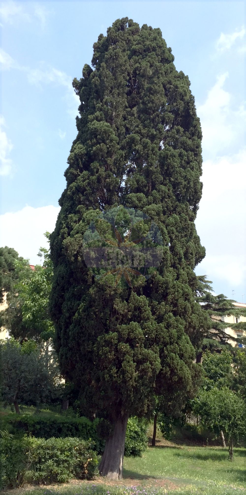 Cupressus sempervirens - Cupressaceae,Plantae,Pteridobiotina,Pinophyta,Pinopsida,Cupressidae,Cupressales,Cupressaceae,Cupressus,Cupressus sempervirens,Chamaecyparis thujiformis, Cupressus conoidea, Cupressus elongata, Cupressus expansa, Cupressus fastigiata, Cupressus foemina, Cupressus globulifera, Cupressus horizontalis, Cupressus horizontalis, Cupressus horizontalis var. pendula, Cupressus lugubris, Cupressus mariae, Cupressus mas, Cupressus orientalis, Cupressus patula, Cupressus pyramidalis, Cupressus roylei, Cupressus sempervirens f. horizontalis, Cupressus sempervirens f. numidica, Cupressus sempervirens f. stricta, Cupressus sempervirens subsp. horizontalis, Cupressus sempervirens var. globulifera, Cupressus sempervirens var. horizontalis, Cupressus sempervirens var. pendula, Cupressus sempervirens var. pyramidalis, Cupressus sempervirens var. sphaerocarps, Cupressus sempervirens var. stricta, Cupressus sempervirens var. umbilicata, Cupressus sphaerocarpa, Cupressus stricta, Cupressus thujifolia, Cupressus thujiformis, Cupressus thujioides, Cupressus tournefortii, Juniperus whitleyana,Echte Zypresse;Echte-Zypresse;Cyprès;cyprès commun;cyprès toujours vert;cyprès méditerranéen;cyprès de Provence;cyprès d'Italie;cyprès fastigié;cyprès femelle;cyprès pyramide;ciprés;arbol de los cementerios;ciprés común;cipresso comune;Italiaanse cypres;Italiaanse cipres;cipreste-comum;cipreste;cipreste-dos-cemitérios;кипарис вечнозеленый;servi;qiparis;xifrer;xiprer;zimzeleni čempres;cypress;äkta cypress;almindelig cypres;cyprys wiecznie zielony;európai ciprus;cypřiš vždyzelený;chiparos;cyprus vždyzelený;кипарис вічнозелений;обикновен кипарис;чемпрес;berosh matzui;בְּרוֹשׁ מָצוּי;κυπάρισσος αειθαλής;altzifre arrunta;nekosta arrunta;dì zhōng hǎi bǎi mù;地中海柏木