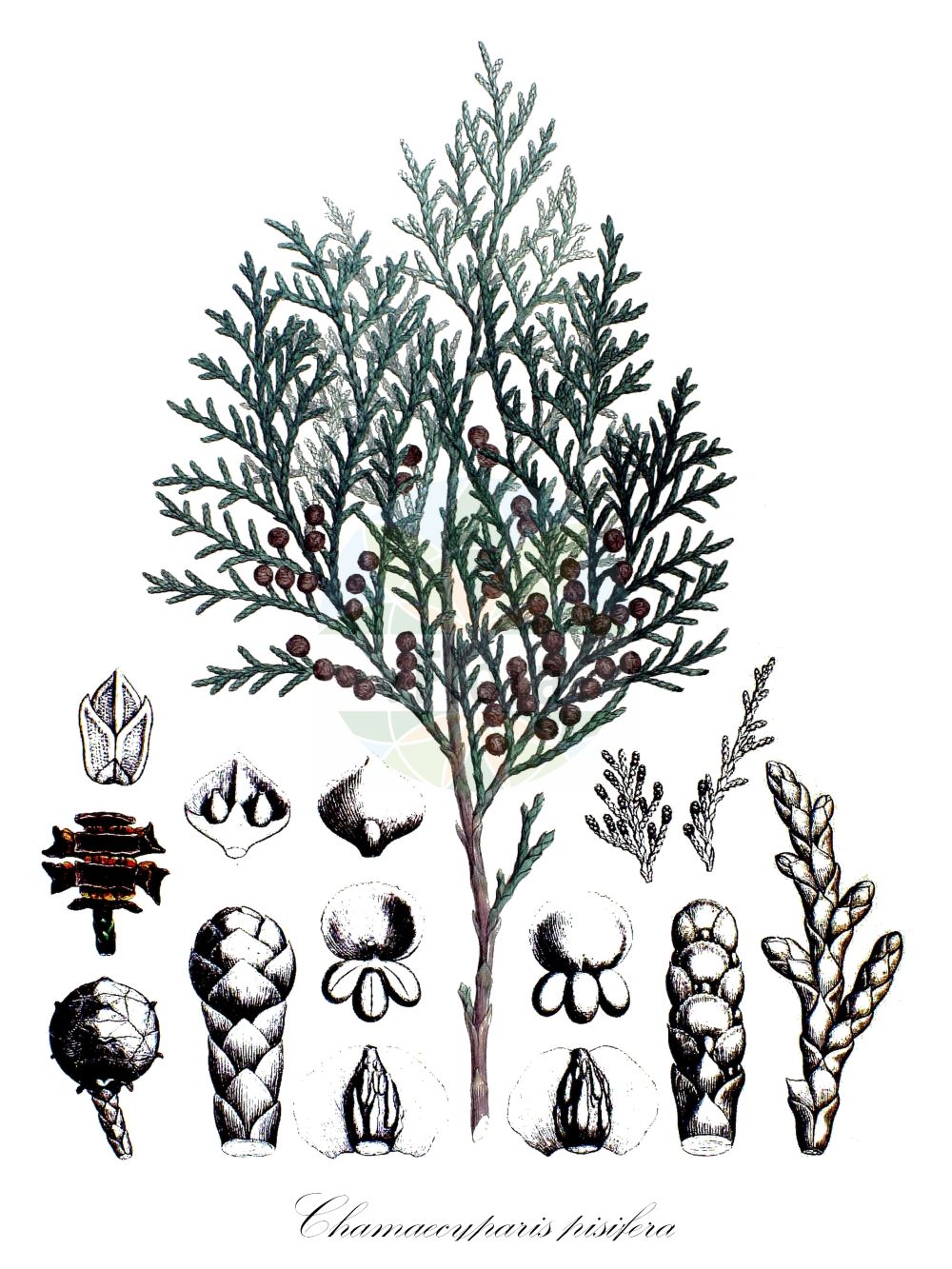 Chamaecyparis pisifera - Cupressaceae,Plantae,Pteridobiotina,Pinophyta,Pinopsida,Cupressidae,Cupressales,Cupressaceae,Chamaecyparis,Chamaecyparis pisifera,Chamaecyparis filifera, Chamaecyparis leptoclada, Chamaecyparis obtusa var. plumosa, Chamaecyparis pisifera f. aurea, Chamaecyparis pisifera f. aurea-nana, Chamaecyparis pisifera f. filifera, Chamaecyparis pisifera f. filifera-aurea, Chamaecyparis pisifera f. filifera-aureovariegata, Chamaecyparis pisifera f. leptoclada, Chamaecyparis pisifera f. minima, Chamaecyparis pisifera f. plumosa, Chamaecyparis pisifera f. squarrosa, Chamaecyparis pisifera f. standishii, Chamaecyparis pisifera f. sulphurea, Chamaecyparis pisifera var. filicoides, Chamaecyparis pisifera var. filifera, Chamaecyparis pisifera var. filifera-pendula, Chamaecyparis pisifera var. filiformis, Chamaecyparis pisifera var. pendula, Chamaecyparis pisifera var. plumosa, Chamaecyparis plumosa, Chamaecyparis plumosa var. argentea, Chamaecyparis squarrosa, Chamaecyparis squarrosa var. leptoclada, Chamaecyparis squarrosa var. sulphurea, Cupressus leptoclada, Cupressus obtusa var. plumosa-argentea, Cupressus obtusa var. plumosa-aurea, Cupressus pisifera, Cupressus pisifera f. pendula, Cupressus pisifera var. filiera, Cupressus pisifera var. plumosa, Cupressus pisifera var. plumosa, Cupressus pisifera var. sulphurea, Cupressus squarrosa, Cupressus squarrosa, Retinispora aurea, Retinispora filifera, Retinispora leptoclada, Retinispora pisifera, Retinispora pisifera var. aurea, Retinispora pisifera var. filiformis, Retinispora plumosa, Retinispora plumosa var. aurea, Retinispora squarrosa, Retinispora stricta, Thuja pisifera, Thuja pisifera var. filifera,Sawara-Scheinzypresse;sawara cypress;pea-fruited cypress;sawara false cypress;sawara;faux cyprès pisifère;cyprès de Sawara;cyprès pisifère;ciprés de Sawara;cipresso giapponese;cipresso Sawara;cipresso di Sawara;Japanse cipres;cipreste-sawara;pinheiro-azul;tuia-azul;кипарисовик горохоплодный;ärtcypress;ærtecypres;cyprysik groszkowy;hi-muro;hiyoku-hiba;ougon-shinobu-hiba;sawara;オウゴンシノブヒバ;サワラ;ヒムロ;ヒヨクヒバ;graškasta pacipresa;szavara hamisciprus;cypřišek hrachonosný;cypruštek hrachonosný;кипарисовик горохоплодий;пегави хамеципарис;rì běn huā bǎi;日本花柏