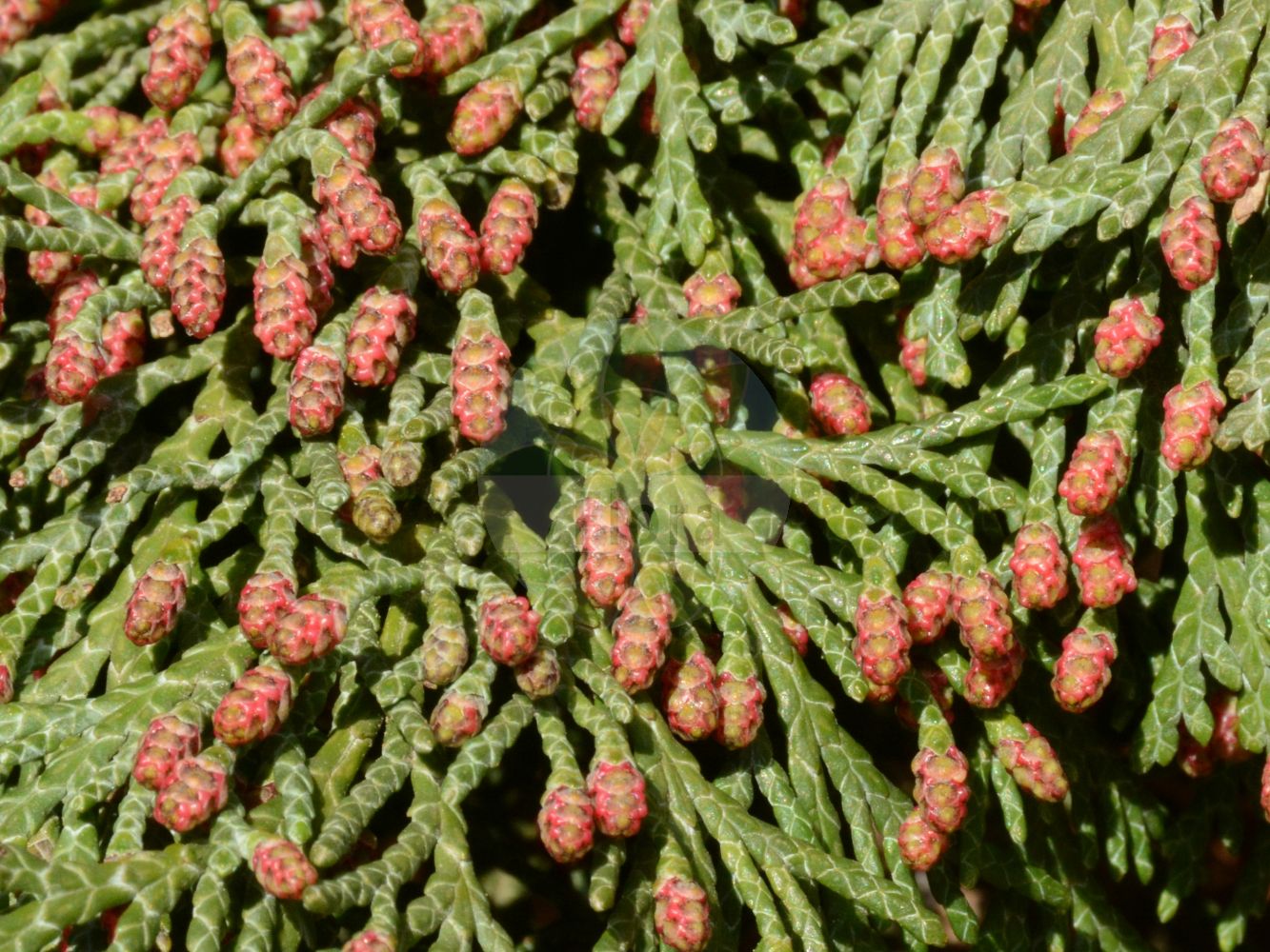 Chamaecyparis lawsoniana - Cupressaceae,Plantae,Pteridobiotina,Pinophyta,Pinopsida,Cupressidae,Cupressales,Cupressaceae,Chamaecyparis,Chamaecyparis lawsoniana,Chamaecyparis allumii, Chamaecyparis boursieri f. viridis, Chamaecyparis lawsoniana f. alba-spica, Chamaecyparis lawsoniana f. aluminii, Chamaecyparis lawsoniana f. argentea, Chamaecyparis lawsoniana f. erecta, Chamaecyparis lawsoniana f. filiformis, Chamaecyparis lawsoniana f. fletcheri, Chamaecyparis lawsoniana f. fraseri, Chamaecyparis lawsoniana f. glauca, Chamaecyparis lawsoniana f. glaucescens, Chamaecyparis lawsoniana f. gracilis, Chamaecyparis lawsoniana f. intertexta, Chamaecyparis lawsoniana f. lutea, Chamaecyparis lawsoniana f. nana, Chamaecyparis lawsoniana f. pendula, Chamaecyparis lawsoniana f. pendula-alba, Chamaecyparis lawsoniana f. pendula-vera, Chamaecyparis lawsoniana var. argentea, Chamaecyparis lawsoniana var. billwoodiana, Chamaecyparis lawsoniana var. glauca, Chamaecyparis lawsoniana var. minima-glauca, Chamaecyparis lawsoniana var. nana-glauca, Chamaecyparis lawsoniana var. pendula, Chamaecyparis lawsoniana var. pendula-vera, Chamaecyparis lawsoniana var. stewartii, Cupressus fragrans, Cupressus lawsoniana, Cupressus lawsoniana f. alumnii, Cupressus lawsoniana f. argentea, Cupressus lawsoniana f. lutea, Cupressus lawsoniana f. stewartii, Cupressus lawsoniana f. viridis, Cupressus lawsoniana var. alba-spica, Cupressus lawsoniana var. alba-spica-nana, Cupressus lawsoniana var. aluminii, Cupressus lawsoniana var. argentea, Cupressus lawsoniana var. erecta, Cupressus lawsoniana var. filiformis, Cupressus lawsoniana var. glauca, Cupressus lawsoniana var. gracilis, Cupressus lawsoniana var. intertexta, Cupressus lawsoniana var. minima-glauca, Cupressus lawsoniana var. nana-glauca, Cupressus lawsoniana var. pendula, Cupressus lawsoniana var. pendula-alba, Cupressus lawsoniana var. pendula-vera, Cupressus nutkanus, Retinispora lawsoniana,Lawsons Scheinzypresse;Lawsons Zypresse;Lawson-Scheinzypresse;lawson's cypress;port-orford-cedar;ginger-pine;lawson false cypress;lawson's false cypress;oregon cedar;oregon cypress;port orford cedar;port orford white cedar;Cyprès de Lawson;ciprés de Lawson;cedro de Oregón;cedro de Porto Orford;Cipresso di Lawson;Californische cipres;Lawson-cypres;Lawson-cipres;cedro-branco;cedro-do-oregón;кипарисовик Лавсона;xiprer de Lawson;Lawsonov pačempres;ädelcypres;ädelcypress;ædelcypres;Lawsons ædelcypres;cyprysik Lawsona;hinoki;ヒノキ;Lawsonova pacipresa;oregoni hamisciprus;cypřišek Lawsonův;cypruštek Lawsonov;кипарисовик лавсона;lawsonsypress;lawsoninsypressi;Лавсонов хамеципарис;Lawson altzifrea;mei guo bian bai;měi guó yè biǎn bǎi;美国尖叶扁柏
