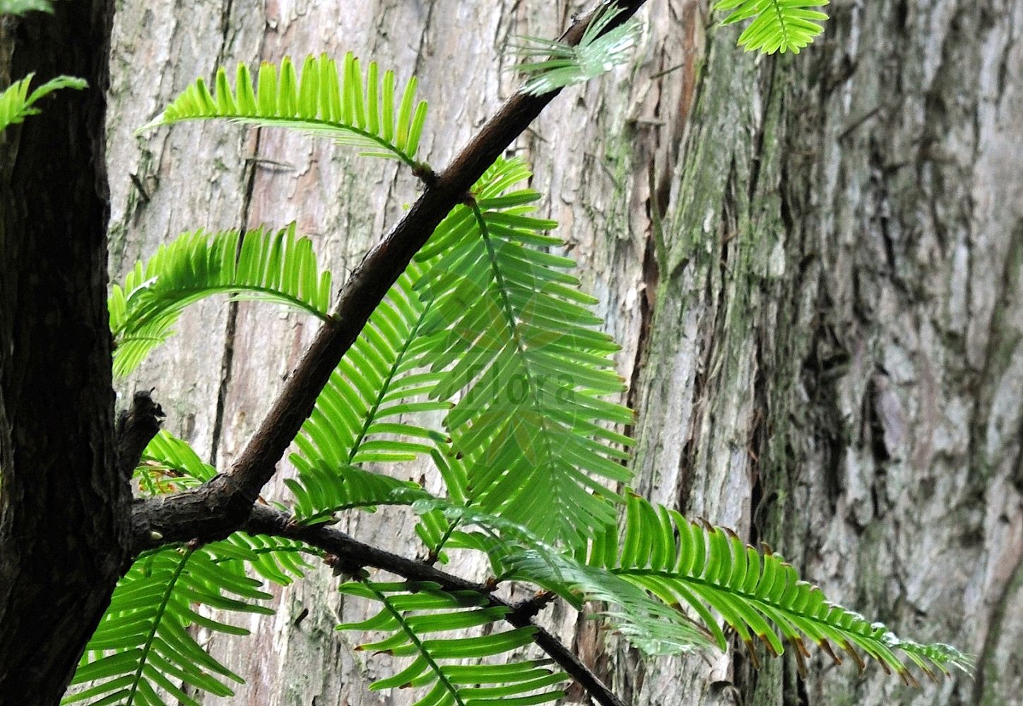 Metasequoia glyptostroboides - Cupressaceae,Plantae,Pteridobiotina,Pinophyta,Pinopsida,Cupressidae,Cupressales,Cupressaceae,Metasequoia,Metasequoia glyptostroboides,Metasequoia glyptostroboides subsp. caespitosa, Metasequoia glyptostroboides subsp. neopangaea, Metasequoia glyptostroboides var. caespitosa, Metasequoia honshuenensis, Metasequoia neopangaea, Sequoia glyptostroboides,Urweltmammutbaum;dawn redwood;métasequoia du Sichuan;métaséquoia du Sichuan;métaséquoia;séquoia de Chine;leño rojo oriental;metasequoia;metasequoia;Chinese sequoia;metasequóia;метасекойя рассеченошишечная;secoya de l'alba;kinesisk sekvoja;vandgran;metasekwoja chińska;metasekoiya;メタセコイア;metasekvoja;ősmamutfenyő;metasekvoje čínská;metasekvoja čínska;метасеквойя гліптостробусовидна;метасеквоя;китайски бор;shuǐ shān;水杉