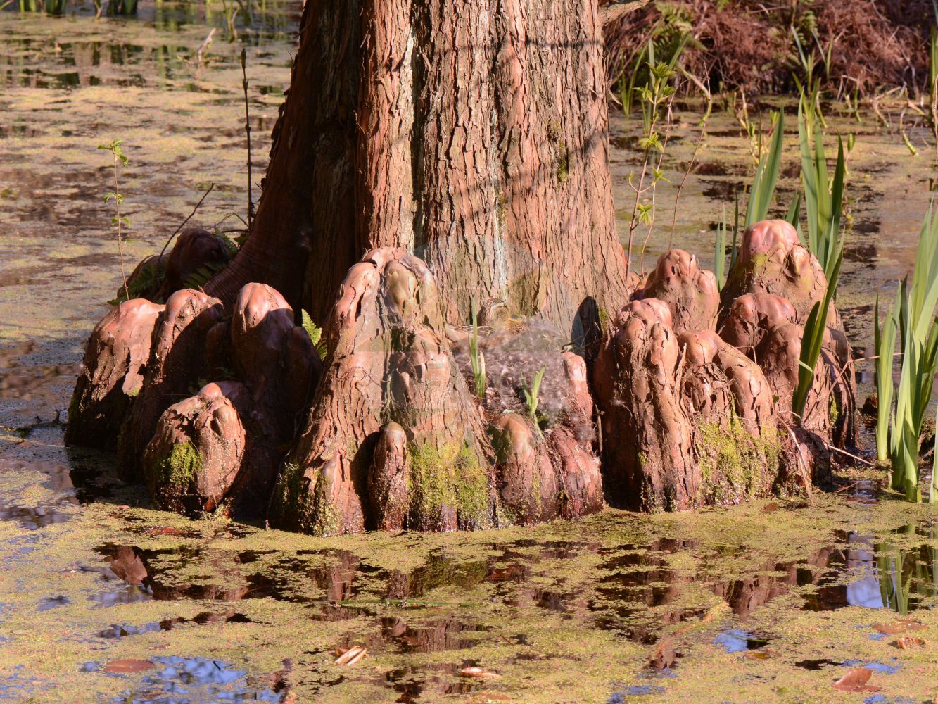 Taxodium distichum - Cupressaceae,Plantae,Pteridobiotina,Pinophyta,Pinopsida,Cupressidae,Cupressales,Cupressaceae,Taxodium,Taxodium distichum,Cuprespinnata disticha, Cupressus americana, Cupressus disticha, Cupressus disticha var. nutans, Cupressus disticha var. patens, Cupressus laeta, Cupressus montezumae, Schubertia disticha, Taxodiomeria peizhongii, Taxodium distichum var. typica, Taxodium pyramidatum, Taxodium sinense,Zweizeilige Sumpfzypresse;Echte Sumpfzypresse;swamp cypress;bald-cypress;american bald cypress;bald cypress;gulf cypress;red cypress;southern cypress;yellow cypress;pond cypress;Cyprès chauve;cyprès des étangs;taxodier chauve;cyprès chauve pyramidal;cyprès de Louisiane;cyprès de Virginie;ciprés calvo de los pantanos;ciprés calvo;ciprés calvo ascendente;ciprés de charcos;ciprés de los pantanos;Cipresso calvo;cipresso calvo piramidale;cipresso della Virginia;cipresso gaggia;cipresso delle paludi;gewoone moerascypres;gewone moerascipres;moerascipres;vijvercipres;cipreste-caduco;cipreste-calvo;cipreste-de-folha-caduca;cipreste-do-brejo;taxódio-dístico;болотный кипарис восходящий;болотный кипарис обыкновенный;таксодий двурядный;xiprer calb;xiprer dels pantans;močvarni čempres;vanlig sumpcypres;almindelig sumpcypres;cypryśnik błotny;cypryśnik wzniesiony;dvoredna močvirska cipresa;amerikai mocsárciprus;tisovec dvouřadý;t+D55isovec dvojradý;таксодій дворядний;обикновен кипарис;блатен кипарис;таксодијум;chí shān;luò yǔ shān;池杉;落羽杉