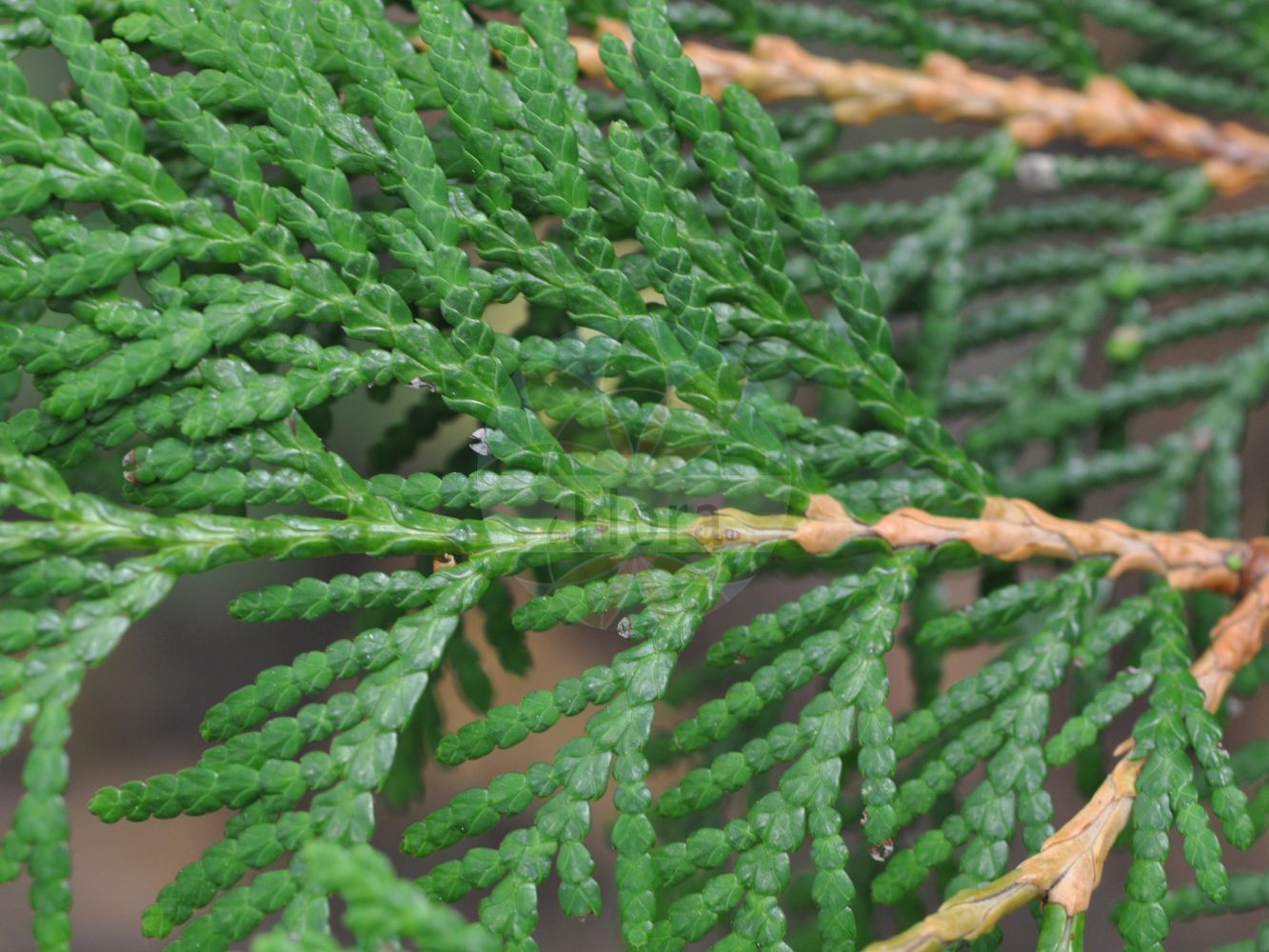 Thuja plicata - Cupressaceae,Plantae,Pteridobiotina,Pinophyta,Pinopsida,Cupressidae,Cupressales,Cupressaceae,Thuja,Thuja plicata,Libocedrus craigiana, Libocedrus gigantea, Thuja asplenifolia, Thuja californica, Thuja douglasii, Thuja flabellata, Thuja gigantea, Thuja gigantea var. atrovirens, Thuja gigantea var. pendula, Thuja lobbiana, Thuja lobbii, Thuja lycopodioides, Thuja menziesii, Thuja menziesii var. fastigiata, Thuja occidentalis var. plicata, Thuja plicata f. atrovirens, Thuja plicata f. fastigiata, Thuja plicata f. pendula, Thuja plicatilis, Thuja wareana,Riesen-Lebensbaum;western red-cedar;western redcedar;british columbian red cedar;canoe cedar;giant arbor vitae;shinglewood;Thuya géant;thuya plissé;cèdre de l'Ouest;thuya de Lobb;thuya géant de Californie;thuya gigante de California;tuya gigante de California;tuya gigante;Tuia maggiore;tuia gigante;tuia di California;reuzenlevensboom;tuia-gigante;туя гигантская;туя складчатая;jättetuja;kæmpe-thuja;żywotnik olbrzymi;óriás tuja;zerav obrovský;zerav řasnatý;tuja riasnatá;туя складчаста;kjempetuja;jättituija;џиновска туја;běi měi qiáo bǎi;北美乔柏