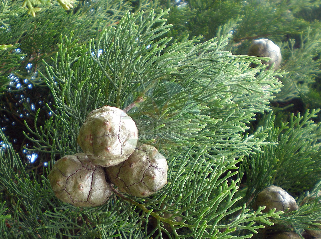 Cupressus sempervirens - Cupressaceae,Plantae,Pteridobiotina,Pinophyta,Pinopsida,Cupressidae,Cupressales,Cupressaceae,Cupressus,Cupressus sempervirens,Chamaecyparis thujiformis, Cupressus conoidea, Cupressus elongata, Cupressus expansa, Cupressus fastigiata, Cupressus foemina, Cupressus globulifera, Cupressus horizontalis, Cupressus horizontalis, Cupressus horizontalis var. pendula, Cupressus lugubris, Cupressus mariae, Cupressus mas, Cupressus orientalis, Cupressus patula, Cupressus pyramidalis, Cupressus roylei, Cupressus sempervirens f. horizontalis, Cupressus sempervirens f. numidica, Cupressus sempervirens f. stricta, Cupressus sempervirens subsp. horizontalis, Cupressus sempervirens var. globulifera, Cupressus sempervirens var. horizontalis, Cupressus sempervirens var. pendula, Cupressus sempervirens var. pyramidalis, Cupressus sempervirens var. sphaerocarps, Cupressus sempervirens var. stricta, Cupressus sempervirens var. umbilicata, Cupressus sphaerocarpa, Cupressus stricta, Cupressus thujifolia, Cupressus thujiformis, Cupressus thujioides, Cupressus tournefortii, Juniperus whitleyana,Echte Zypresse;Echte-Zypresse;Cyprès;cyprès commun;cyprès toujours vert;cyprès méditerranéen;cyprès de Provence;cyprès d'Italie;cyprès fastigié;cyprès femelle;cyprès pyramide;ciprés;arbol de los cementerios;ciprés común;cipresso comune;Italiaanse cypres;Italiaanse cipres;cipreste-comum;cipreste;cipreste-dos-cemitérios;кипарис вечнозеленый;servi;qiparis;xifrer;xiprer;zimzeleni čempres;cypress;äkta cypress;almindelig cypres;cyprys wiecznie zielony;európai ciprus;cypřiš vždyzelený;chiparos;cyprus vždyzelený;кипарис вічнозелений;обикновен кипарис;чемпрес;berosh matzui;בְּרוֹשׁ מָצוּי;κυπάρισσος αειθαλής;altzifre arrunta;nekosta arrunta;dì zhōng hǎi bǎi mù;地中海柏木