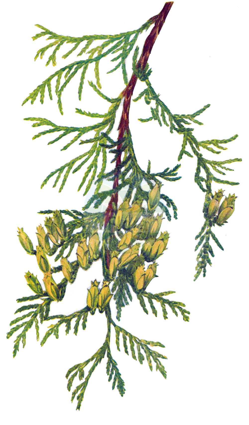 Thuja plicata - Cupressaceae,Plantae,Pteridobiotina,Pinophyta,Pinopsida,Cupressidae,Cupressales,Cupressaceae,Thuja,Thuja plicata,Libocedrus craigiana, Libocedrus gigantea, Thuja asplenifolia, Thuja californica, Thuja douglasii, Thuja flabellata, Thuja gigantea, Thuja gigantea var. atrovirens, Thuja gigantea var. pendula, Thuja lobbiana, Thuja lobbii, Thuja lycopodioides, Thuja menziesii, Thuja menziesii var. fastigiata, Thuja occidentalis var. plicata, Thuja plicata f. atrovirens, Thuja plicata f. fastigiata, Thuja plicata f. pendula, Thuja plicatilis, Thuja wareana,Riesen-Lebensbaum;western red-cedar;western redcedar;british columbian red cedar;canoe cedar;giant arbor vitae;shinglewood;Thuya géant;thuya plissé;cèdre de l'Ouest;thuya de Lobb;thuya géant de Californie;thuya gigante de California;tuya gigante de California;tuya gigante;Tuia maggiore;tuia gigante;tuia di California;reuzenlevensboom;tuia-gigante;туя гигантская;туя складчатая;jättetuja;kæmpe-thuja;żywotnik olbrzymi;óriás tuja;zerav obrovský;zerav řasnatý;tuja riasnatá;туя складчаста;kjempetuja;jättituija;џиновска туја;běi měi qiáo bǎi;北美乔柏