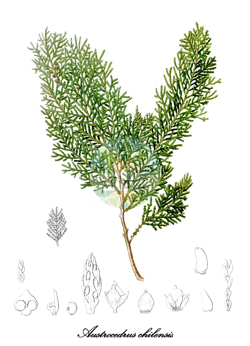 Austrocedrus chilensis - Cupressaceae,Plantae,Pteridobiotina,Pinophyta,Pinopsida,Cupressidae,Cupressales,Cupressaceae,Austrocedrus,Austrocedrus chilensis,Cupressus chilensis, Cupressus thujoides, Libocedrus chilensis, Libocedrus chilensis var. argenteus, Libocedrus excelsa, Thuja andina, Thuja chilensis, Thuja cuneata,Chilenische Flusszeder;Chilezeder