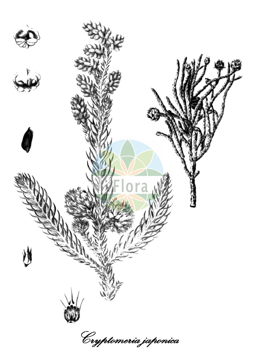 Cryptomeria japonica - Cupressaceae,Plantae,Pteridobiotina,Pinophyta,Pinopsida,Cupressidae,Cupressales,Cupressaceae,Cryptomeria,Cryptomeria japonica,Cryptomeria araucarioides, Cryptomeria compacta, Cryptomeria elegans, Cryptomeria fortunei, Cryptomeria generalis, Cryptomeria japonica f. araucarioides, Cryptomeria japonica f. compacta, Cryptomeria japonica f. dacrydioides, Cryptomeria japonica f. elegans, Cryptomeria japonica f. lobbii, Cryptomeria japonica f. nana, Cryptomeria japonica f. pungens, Cryptomeria japonica f. spiralis, Cryptomeria japonica subsp. sinensis, Cryptomeria japonica var. caespitosa, Cryptomeria japonica var. compacta, Cryptomeria japonica var. dacrydioides, Cryptomeria japonica var. fortunei, Cryptomeria japonica var. japonica, Cryptomeria japonica var. lobbii, Cryptomeria japonica var. lobbii, Cryptomeria japonica var. nana, Cryptomeria japonica var. pendula, Cryptomeria japonica var. pungens, Cryptomeria japonica var. radicans, Cryptomeria japonica var. sinensis, Cryptomeria japonica var. spiralis, Cryptomeria kawaii, Cryptomeria lobbiana, Cryptomeria lobbii, Cryptomeria mairei, Cryptomeria mucronata, Cryptomeria nana, Cryptomeria nigricans, Cryptomeria pungens, Cryptomeria variegata, Cryptomeria viridis, Cupressus japonica, Cupressus mairei, Schubertia japonica, Schubertia japonicum, Taxodium japonicum,Japanische Sicheltanne;japanese red-cedar;cryptoméria du Japon;cryptoméria;criptomeria;cedro japonés;cedro de Japón;crittomeria del Giappone;criptomeria del Giappone;Japanse ceder;criptoméria;криптомерия японская;kadife çamı;kriptomerija;kryptomeria;Japan-gran;kryptomeria japońska;szydlica japońska;sugi;スギ;japonska kriptomerija;srpavka;japánciprus;kryptomerie japonská;kryptoméria japonská;japanceder;sugi;криптомерија;rì běn liǔ shān;日本柳杉