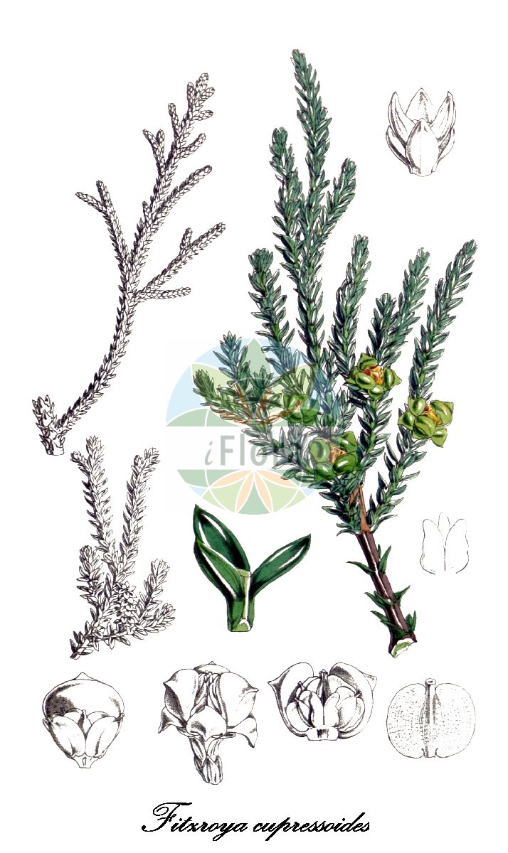 Fitzroya cupressoides - Cupressaceae,Plantae,Pteridobiotina,Pinophyta,Pinopsida,Cupressidae,Cupressales,Cupressaceae,Fitzroya,Fitzroya cupressoides,Cupresstellata patagonica, Fitzroya patagonica, Libocedrus cupressoides, Pinus cupressoides,Alerce;Patagonische Zypresse