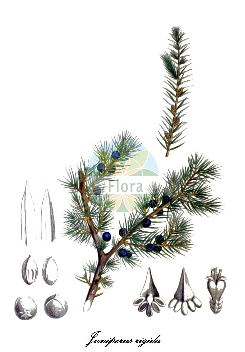 Juniperus rigida - Cupressaceae,Plantae,Pteridobiotina,Pinophyta,Pinopsida,Cupressidae,Cupressales,Cupressaceae,Juniperus,Juniperus rigida,Juniperus arborea, Juniperus communis, Juniperus conferta var. pseudorigida, Juniperus rigida f. modesta, Juniperus rigida subsp. pseudorigida, Juniperus seoulensis, Juniperus utilis, Juniperus utilis var. modesta,Nadel-Wacholder;Tempel-Wacholder