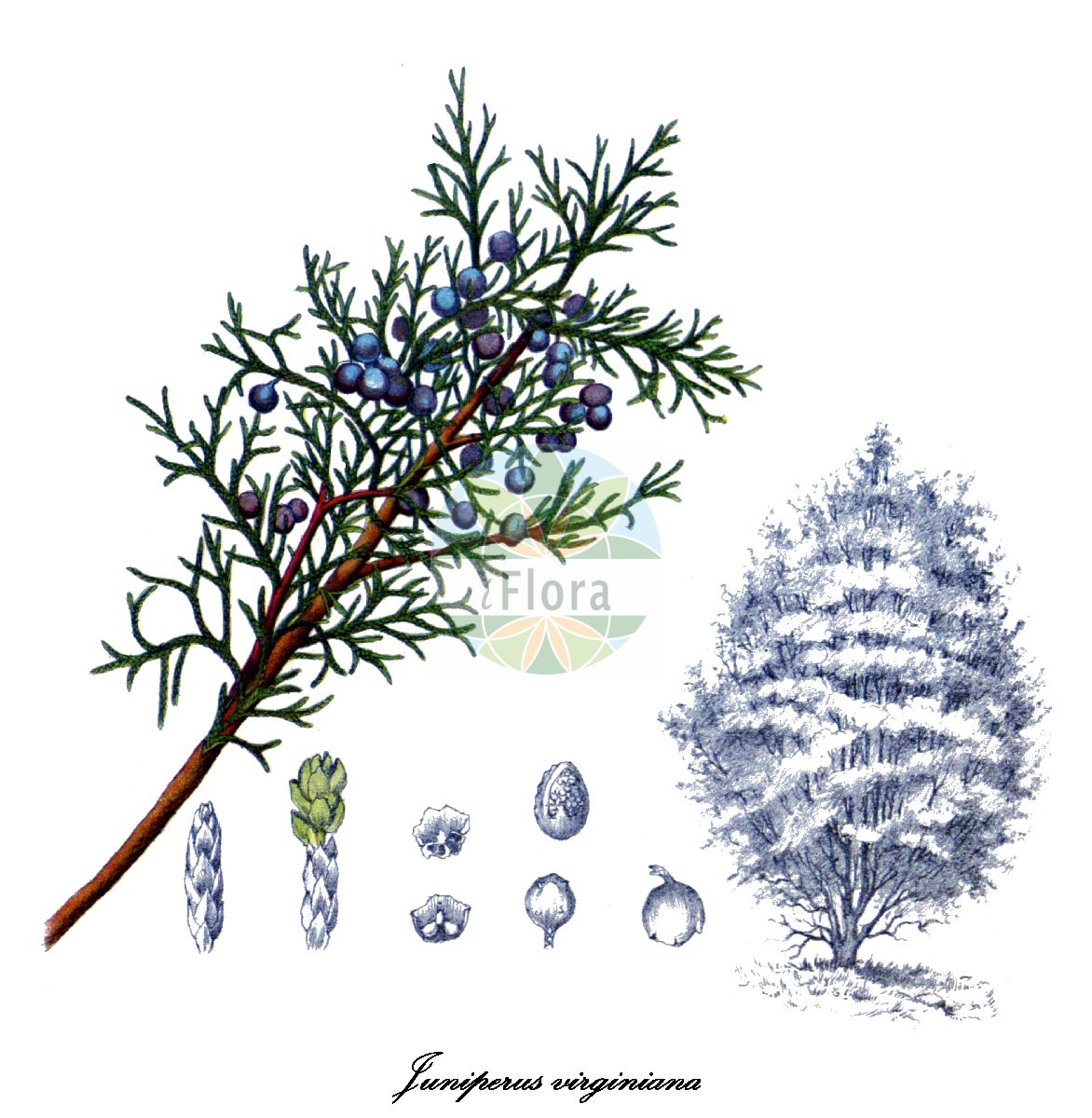 Juniperus virginiana - Cupressaceae,Plantae,Pteridobiotina,Pinophyta,Pinopsida,Cupressidae,Cupressales,Cupressaceae,Juniperus,Juniperus virginiana,Juniperus alba, Juniperus arborescens, Juniperus argentea, Juniperus bedfordiana, Juniperus cannartii, Juniperus caroliana, Juniperus caroliniana, Juniperus chamberlaynii, Juniperus cinerascens, Juniperus dioica, Juniperus foetida var. virginiana, Juniperus fragrans, Juniperus glauca, Juniperus gossainthanea, Juniperus gossainthanea, Juniperus hermannii, Juniperus nutans, Juniperus polymorpha, Juniperus schottii, Juniperus smithipendula, Juniperus tripartita, Juniperus virginiana f. albospica, Juniperus virginiana f. bremerae, Juniperus virginiana f. elegantissima, Juniperus virginiana f. glauca, Juniperus virginiana f. glauca-pendula, Juniperus virginiana f. plumosa, Juniperus virginiana f. reptans, Juniperus virginiana f. smithii-pendula, Juniperus virginiana f. variegata, Juniperus virginiana subsp. crebra, Juniperus virginiana var. chamberlaynii, Juniperus virginiana var. crebra, Juniperus virginiana var. elegantissima, Juniperus virginiana var. freneloides, Juniperus virginiana var. glauca, Juniperus virginiana var. hermannii, Juniperus virginiana var. pendula, Juniperus virginiana var. pendula-viridis, Juniperus virginiana var. plumosa-argentea, Juniperus virginiana var. reptans, Juniperus virginiana var. smithii, Juniperus virginiana var. tripartita, Juniperus virginiana var. variegata, Juniperus virginiana var. vulgaris, Sabina alba, Sabina fragrans, Sabina glauca, Sabina gossainthanea, Sabina virginiana, Sabina virginiana var. crebra,Virginischer Wacholder;Rot-Zeder;eastern redcedar;eastern redcedar-ouge;genévrier rouge;genévrier de Virginie;genévrier aux crayons;enebro de Virginia;cedro rojo de Virginia;sabina de Virginia;ginepro della Virginia;Virginische jeneverbes;zimbro-da-virgínia;красный кедр;можжевельник виргинский;cedre de Virgínia;virginiaceder;rød ceder;Virginsk ene;jałowiec wirginijski;virginiai boróka;jalovec virginský;borievka virgínska;яловець віргінський;Виргинска хвойна;kynäkataja;вирџинијска сомина;běi měi yuán bǎi;北美圆柏
