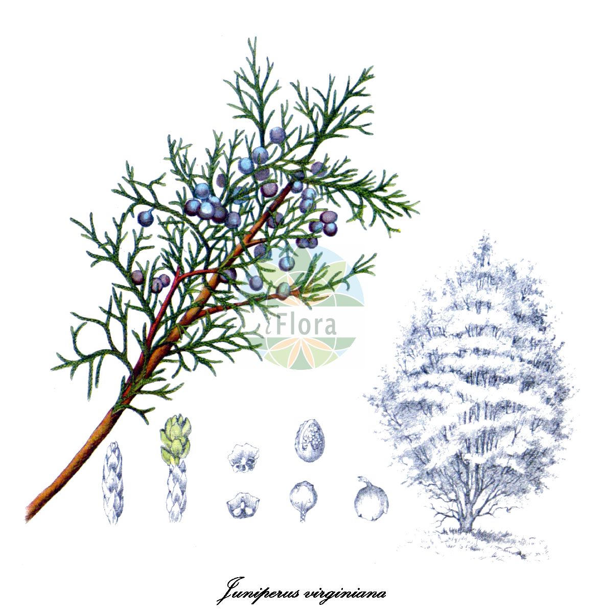 Juniperus virginiana - Cupressaceae,Plantae,Pteridobiotina,Pinophyta,Pinopsida,Cupressidae,Cupressales,Cupressaceae,Juniperus,Juniperus virginiana,Juniperus alba, Juniperus arborescens, Juniperus argentea, Juniperus bedfordiana, Juniperus cannartii, Juniperus caroliana, Juniperus caroliniana, Juniperus chamberlaynii, Juniperus cinerascens, Juniperus dioica, Juniperus foetida var. virginiana, Juniperus fragrans, Juniperus glauca, Juniperus gossainthanea, Juniperus gossainthanea, Juniperus hermannii, Juniperus nutans, Juniperus polymorpha, Juniperus schottii, Juniperus smithipendula, Juniperus tripartita, Juniperus virginiana f. albospica, Juniperus virginiana f. bremerae, Juniperus virginiana f. elegantissima, Juniperus virginiana f. glauca, Juniperus virginiana f. glauca-pendula, Juniperus virginiana f. plumosa, Juniperus virginiana f. reptans, Juniperus virginiana f. smithii-pendula, Juniperus virginiana f. variegata, Juniperus virginiana subsp. crebra, Juniperus virginiana var. chamberlaynii, Juniperus virginiana var. crebra, Juniperus virginiana var. elegantissima, Juniperus virginiana var. freneloides, Juniperus virginiana var. glauca, Juniperus virginiana var. hermannii, Juniperus virginiana var. pendula, Juniperus virginiana var. pendula-viridis, Juniperus virginiana var. plumosa-argentea, Juniperus virginiana var. reptans, Juniperus virginiana var. smithii, Juniperus virginiana var. tripartita, Juniperus virginiana var. variegata, Juniperus virginiana var. vulgaris, Sabina alba, Sabina fragrans, Sabina glauca, Sabina gossainthanea, Sabina virginiana, Sabina virginiana var. crebra,Virginischer Wacholder;Rot-Zeder;eastern redcedar;eastern redcedar-ouge;genévrier rouge;genévrier de Virginie;genévrier aux crayons;enebro de Virginia;cedro rojo de Virginia;sabina de Virginia;ginepro della Virginia;Virginische jeneverbes;zimbro-da-virgínia;красный кедр;можжевельник виргинский;cedre de Virgínia;virginiaceder;rød ceder;Virginsk ene;jałowiec wirginijski;virginiai boróka;jalovec virginský;borievka virgínska;яловець віргінський;Виргинска хвойна;kynäkataja;вирџинијска сомина;běi měi yuán bǎi;北美圆柏