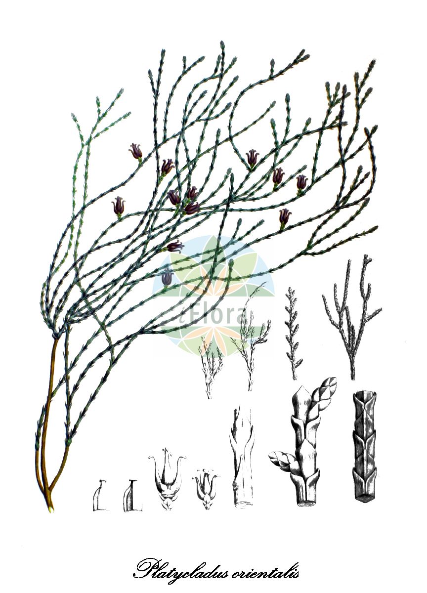 Platycladus orientalis - Cupressaceae,Plantae,Pteridobiotina,Pinophyta,Pinopsida,Cupressidae,Cupressales,Cupressaceae,Platycladus,Platycladus orientalis,Biota chengii, Biota coraeana, Biota dumosa, Biota elegantissima, Biota ericoides, Biota excelsa, Biota falcata, Biota fortunei, Biota freneloides, Biota funiculata, Biota glauca, Biota gracilifolia, Biota intermedia, Biota japonica, Biota macrocarpa, Biota meldensis, Biota nepalensis, Biota orientalis, Biota orientalis f. sieboldii, Biota orientalis var. aurea, Biota orientalis var. beverleyensis, Biota orientalis var. cristata, Biota orientalis var. cupressoides, Biota orientalis var. elegantissima, Biota orientalis var. falcata, Biota orientalis var. fernandiana, Biota orientalis var. filiformis, Biota orientalis var. flagelliformis, Biota orientalis var. pendula, Biota orientalis var. semperaurescens, Biota pendula, Biota prostrata, Biota pyramidalis, Biota semperaurescens, Biota stricta, Biota tatarica, Biota variegata, Biota wareana, Biota zuccarinii, Chamaecyparis decussata, Chamaecyparis glauca, Cupressus filiformis, Cupressus pendula, Cupressus thuia, Cupressus thuja, Cupressus thuya, Juniperus ericoides, Platycladus chengii, Platycladus orientalis f. pendula, Platycladus orientalis subsp. chengii, Platycladus stricta, Retinispora decurvata, Retinispora decussata, Retinispora ericoides, Retinispora flavescens, Retinispora glauca, Retinispora juniperoides, Retinispora recurvata, Retinispora rigida, Thuja acuta, Thuja antarctica, Thuja argentea, Thuja aurea, Thuja australis, Thuja chengii, Thuja decora, Thuja dumosa, Thuja elegantissima, Thuja ericoides, Thuja expansa, Thuja falcata, Thuja filiformis, Thuja flagelliformis, Thuja fortunei, Thuja freneloides, Thuja funiculata, Thuja glauca, Thuja gracilifolia, Thuja hybrida, Thuja intermedia, Thuja meldensis, Thuja minor, Thuja monstrosa, Thuja nepalensis, Thuja orientalis, Thuja orientalis f. aurea, Thuja orientalis f. beverleyensis, Thuja orientalis f. conspicua, Thuja orientalis f. elegantissima, Thuja orientalis f. flagelliformis, Thuja orientalis f. juniperoides, Thuja orientalis f. meldensis, Thuja orientalis f. semperaurescens, Thuja orientalis f. sieboldii, Thuja orientalis var. argyi, Thuja orientalis var. aurea-conspicua, Thuja orientalis var. beverleyensis, Thuja orientalis var. conspicua, Thuja orientalis var. flagelliformis, Thuja orientalis var. mexicana, Thuja orientalis var. pendula, Thuja orientalis var. pendula, Thuja orientalis var. semperaurescens, Thuja orientalis var. sieboldii, Thuja pendula, Thuja pygmaea, Thuja pyramidalis, Thuja pyramidalis f. stricta, Thuja pyramidalis var. stricta, Thuja semperaurea, Thuja semperaurescens, Thuja stricta, Thuja tatarica, Thuja verschaffeltii, Thuja zuccariniana, Widdringtonia glauca, Xanthocyparis pendula,Morgenländischer Lebensbaum;Orientalischer Lebensbaum;chinese thuja;arbor-vitae;oriental arbor-vitae;biota;chinese arborvitae;oriental thuja;Thuya d'Orient;thuya de Chine;thuya oriental;arbre du Paradis;tuya de la China;árbol de la vida chino;arbol vitae;árbol de la vida;tuya;Tuia orientale;oosterse levensboom;biota-da-china;tuia-da-china;биота восточная;туя восточная;туя шаровидная;tujë;arbre de la vida;tuia;istočnjačka tuja;österns livsträd;livstræ;żywotnik wschodni;konotegashiwa;コノテガシワ;vzhodni klek;keleti tuja;zeravec východní;tuja východná;широкогілочник східний;източна туйя;источна туја;ekialdeko tuia;cè bǎi;侧柏