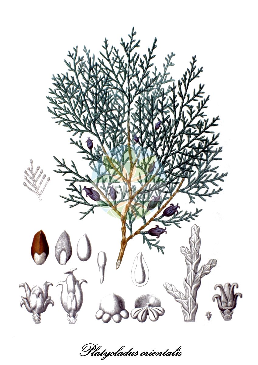 Platycladus orientalis - Cupressaceae,Plantae,Pteridobiotina,Pinophyta,Pinopsida,Cupressidae,Cupressales,Cupressaceae,Platycladus,Platycladus orientalis,Biota chengii, Biota coraeana, Biota dumosa, Biota elegantissima, Biota ericoides, Biota excelsa, Biota falcata, Biota fortunei, Biota freneloides, Biota funiculata, Biota glauca, Biota gracilifolia, Biota intermedia, Biota japonica, Biota macrocarpa, Biota meldensis, Biota nepalensis, Biota orientalis, Biota orientalis f. sieboldii, Biota orientalis var. aurea, Biota orientalis var. beverleyensis, Biota orientalis var. cristata, Biota orientalis var. cupressoides, Biota orientalis var. elegantissima, Biota orientalis var. falcata, Biota orientalis var. fernandiana, Biota orientalis var. filiformis, Biota orientalis var. flagelliformis, Biota orientalis var. pendula, Biota orientalis var. semperaurescens, Biota pendula, Biota prostrata, Biota pyramidalis, Biota semperaurescens, Biota stricta, Biota tatarica, Biota variegata, Biota wareana, Biota zuccarinii, Chamaecyparis decussata, Chamaecyparis glauca, Cupressus filiformis, Cupressus pendula, Cupressus thuia, Cupressus thuja, Cupressus thuya, Juniperus ericoides, Platycladus chengii, Platycladus orientalis f. pendula, Platycladus orientalis subsp. chengii, Platycladus stricta, Retinispora decurvata, Retinispora decussata, Retinispora ericoides, Retinispora flavescens, Retinispora glauca, Retinispora juniperoides, Retinispora recurvata, Retinispora rigida, Thuja acuta, Thuja antarctica, Thuja argentea, Thuja aurea, Thuja australis, Thuja chengii, Thuja decora, Thuja dumosa, Thuja elegantissima, Thuja ericoides, Thuja expansa, Thuja falcata, Thuja filiformis, Thuja flagelliformis, Thuja fortunei, Thuja freneloides, Thuja funiculata, Thuja glauca, Thuja gracilifolia, Thuja hybrida, Thuja intermedia, Thuja meldensis, Thuja minor, Thuja monstrosa, Thuja nepalensis, Thuja orientalis, Thuja orientalis f. aurea, Thuja orientalis f. beverleyensis, Thuja orientalis f. conspicua, Thuja orientalis f. elegantissima, Thuja orientalis f. flagelliformis, Thuja orientalis f. juniperoides, Thuja orientalis f. meldensis, Thuja orientalis f. semperaurescens, Thuja orientalis f. sieboldii, Thuja orientalis var. argyi, Thuja orientalis var. aurea-conspicua, Thuja orientalis var. beverleyensis, Thuja orientalis var. conspicua, Thuja orientalis var. flagelliformis, Thuja orientalis var. mexicana, Thuja orientalis var. pendula, Thuja orientalis var. pendula, Thuja orientalis var. semperaurescens, Thuja orientalis var. sieboldii, Thuja pendula, Thuja pygmaea, Thuja pyramidalis, Thuja pyramidalis f. stricta, Thuja pyramidalis var. stricta, Thuja semperaurea, Thuja semperaurescens, Thuja stricta, Thuja tatarica, Thuja verschaffeltii, Thuja zuccariniana, Widdringtonia glauca, Xanthocyparis pendula,Morgenländischer Lebensbaum;Orientalischer Lebensbaum;chinese thuja;arbor-vitae;oriental arbor-vitae;biota;chinese arborvitae;oriental thuja;Thuya d'Orient;thuya de Chine;thuya oriental;arbre du Paradis;tuya de la China;árbol de la vida chino;arbol vitae;árbol de la vida;tuya;Tuia orientale;oosterse levensboom;biota-da-china;tuia-da-china;биота восточная;туя восточная;туя шаровидная;tujë;arbre de la vida;tuia;istočnjačka tuja;österns livsträd;livstræ;żywotnik wschodni;konotegashiwa;コノテガシワ;vzhodni klek;keleti tuja;zeravec východní;tuja východná;широкогілочник східний;източна туйя;источна туја;ekialdeko tuia;cè bǎi;侧柏