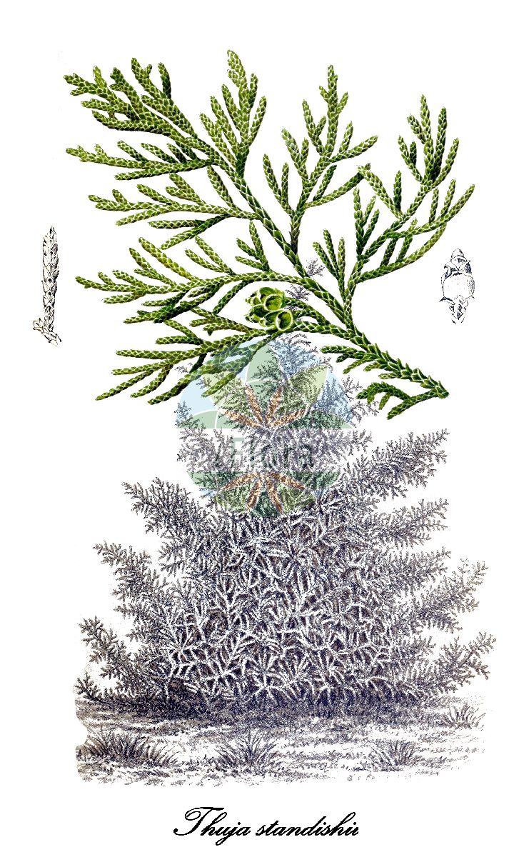 Thuja standishii - Cupressaceae,Plantae,Pteridobiotina,Pinophyta,Pinopsida,Cupressidae,Cupressales,Cupressaceae,Thuja,Thuja standishii,Thuja gigantea var. japonica, Thuja japonica, Thuja odorata, Thujopsis standishii,Japanischer Lebensbaum