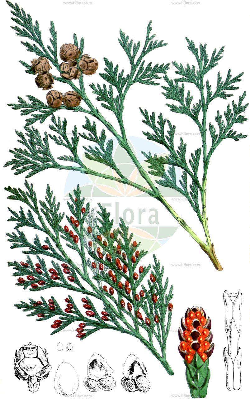 Chamaecyparis lawsoniana - Cupressaceae,Plantae,Pteridobiotina,Pinophyta,Pinopsida,Cupressidae,Cupressales,Cupressaceae,Chamaecyparis,Chamaecyparis lawsoniana,Chamaecyparis allumii, Chamaecyparis boursieri f. viridis, Chamaecyparis lawsoniana f. alba-spica, Chamaecyparis lawsoniana f. aluminii, Chamaecyparis lawsoniana f. argentea, Chamaecyparis lawsoniana f. erecta, Chamaecyparis lawsoniana f. filiformis, Chamaecyparis lawsoniana f. fletcheri, Chamaecyparis lawsoniana f. fraseri, Chamaecyparis lawsoniana f. glauca, Chamaecyparis lawsoniana f. glaucescens, Chamaecyparis lawsoniana f. gracilis, Chamaecyparis lawsoniana f. intertexta, Chamaecyparis lawsoniana f. lutea, Chamaecyparis lawsoniana f. nana, Chamaecyparis lawsoniana f. pendula, Chamaecyparis lawsoniana f. pendula-alba, Chamaecyparis lawsoniana f. pendula-vera, Chamaecyparis lawsoniana var. argentea, Chamaecyparis lawsoniana var. billwoodiana, Chamaecyparis lawsoniana var. glauca, Chamaecyparis lawsoniana var. minima-glauca, Chamaecyparis lawsoniana var. nana-glauca, Chamaecyparis lawsoniana var. pendula, Chamaecyparis lawsoniana var. pendula-vera, Chamaecyparis lawsoniana var. stewartii, Cupressus fragrans, Cupressus lawsoniana, Cupressus lawsoniana f. alumnii, Cupressus lawsoniana f. argentea, Cupressus lawsoniana f. lutea, Cupressus lawsoniana f. stewartii, Cupressus lawsoniana f. viridis, Cupressus lawsoniana var. alba-spica, Cupressus lawsoniana var. alba-spica-nana, Cupressus lawsoniana var. aluminii, Cupressus lawsoniana var. argentea, Cupressus lawsoniana var. erecta, Cupressus lawsoniana var. filiformis, Cupressus lawsoniana var. glauca, Cupressus lawsoniana var. gracilis, Cupressus lawsoniana var. intertexta, Cupressus lawsoniana var. minima-glauca, Cupressus lawsoniana var. nana-glauca, Cupressus lawsoniana var. pendula, Cupressus lawsoniana var. pendula-alba, Cupressus lawsoniana var. pendula-vera, Cupressus nutkanus, Retinispora lawsoniana,Lawsons Scheinzypresse;Lawsons Zypresse;Lawson-Scheinzypresse;lawson's cypress;port-orford-cedar;ginger-pine;lawson false cypress;lawson's false cypress;oregon cedar;oregon cypress;port orford cedar;port orford white cedar;Cyprès de Lawson;ciprés de Lawson;cedro de Oregón;cedro de Porto Orford;Cipresso di Lawson;Californische cipres;Lawson-cypres;Lawson-cipres;cedro-branco;cedro-do-oregón;кипарисовик Лавсона;xiprer de Lawson;Lawsonov pačempres;ädelcypres;ädelcypress;ædelcypres;Lawsons ædelcypres;cyprysik Lawsona;hinoki;ヒノキ;Lawsonova pacipresa;oregoni hamisciprus;cypřišek Lawsonův;cypruštek Lawsonov;кипарисовик лавсона;lawsonsypress;lawsoninsypressi;Лавсонов хамеципарис;Lawson altzifrea;mei guo bian bai;měi guó yè biǎn bǎi;美国尖叶扁柏
