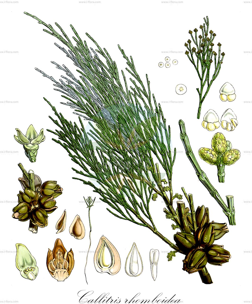 Callitropsis nootkatensis - Cupressaceae,Plantae,Pteridobiotina,Pinophyta,Pinopsida,Cupressidae,Cupressales,Cupressaceae,Callitropsis,Callitropsis nootkatensis,Callitropsis nootkatensis, Chamaecyparis excelsa, Chamaecyparis nootkatensis, Chamaecyparis nootkatensis f. compacta, Chamaecyparis nootkatensis f. glauca, Chamaecyparis nootkatensis f. lutea, Chamaecyparis nootkatensis f. pendula, Chamaecyparis nootkatensis f. viridis-pendula, Chamaecyparis nootkatensis var. glauca, Chamaecyparis nootkatensis var. pendula, Cupressus americana, Cupressus nootkatensis, Cupressus nootkatensis var. compacta, Cupressus nootkatensis var. glauca, Cupressus nootkatensis var. lutea, Cupressus nootkatensis var. pendula, Thuja excelsa, Thujopsis borealis, Thujopsis cupressoides, Thujopsis tchugatskoyae, Xanthocyparis nootkatensis,Nootka-Scheinzypresse;nootka cypress;alaska-cedar;yellow-cypress;alaska cypress;alaska yellow cedar;nootka false cypress;yellow cypress;cyprès de Nootka;chamaecyparis de Nootka;ciprés de Notka;cedro amarillo;cedro de Alaska;ciprés amarillo;ciprés de Sitka;cipresso dell'Alaska;cipresso falso di Nootka;Nootka-cipres;кипарисовик нутканский;xiprer de Nootka;nutka-cypres;nutka-cypress;nutkacypress;Nutka-ædelcypres;cyprysik nutkajski;nutkanska pacipresa;nutka hamisciprus;cypřišek nutka;cypřišek nutkajský;cypruštek nutkanský;кипарисовик нуткайський;nutkasipres;nutkansypressi;нуткански хамеципарис