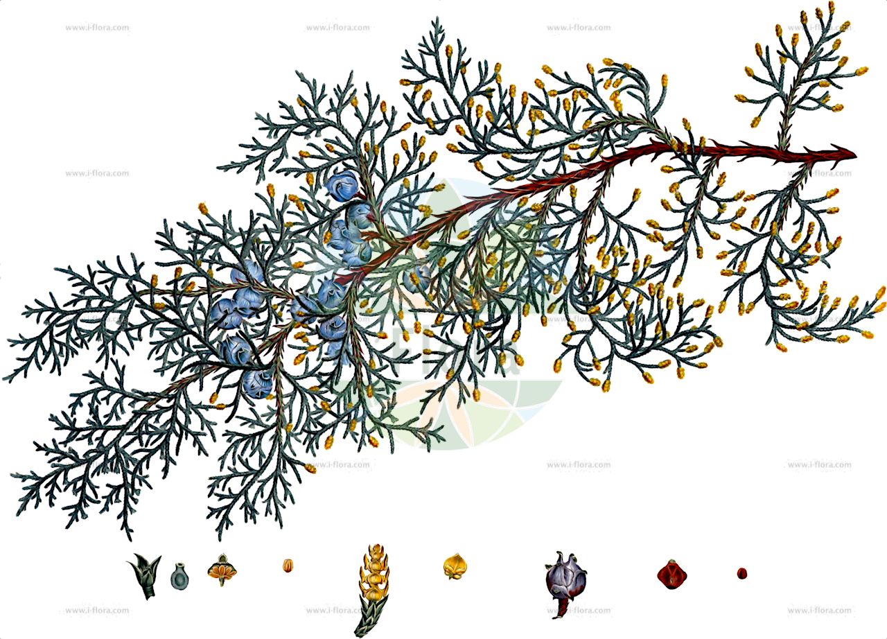 Hesperocyparis lusitanica - Cupressaceae,Plantae,Pteridobiotina,Pinophyta,Pinopsida,Cupressidae,Cupressales,Cupressaceae,Hesperocyparis,Hesperocyparis lusitanica,Callitropsis lusitanica, Cupressus benthamii var. lindleyi, Cupressus coulteri, Cupressus excelsa, Cupressus glauca, Cupressus glauca var. tristis, Cupressus karwinskiana, Cupressus lindleyi, Cupressus lindleyi subsp. hondurensis, Cupressus lindleyi var. hondurensis, Cupressus lusitanica, Cupressus lusitanica f. vulgaris, Cupressus lusitanica subsp. genuina, Cupressus lusitanica subsp. mexicana, Cupressus lusitanica var. chlorocarpa, Cupressus lusitanica var. communis, Cupressus lusitanica var. epruinosa, Cupressus lusitanica var. glauca, Cupressus lusitanica var. hondurensis, Cupressus lusitanica var. knightiana, Cupressus lusitanica var. lindleyi, Cupressus lusitanica var. lusitanica, Cupressus lusitanica var. skinneri, Cupressus lusitanica var. tristis, Cupressus lusitanica var. typica, Cupressus lusitanica var. uhdeana, Cupressus mexicana, Cupressus pendula, Cupressus sinensis, Cupressus thurifera, Cupressus ugelii, Cupressus uhdeana, Cupressus umbilicata, Hesperocyparis lindleyi, Hesperocyparis lindleyi subsp. hondurensis, Hesperocyparis lusitanica var. lindleyi, Juniperus uhdeana, Neocupressus lusitanica, Neocupressus lusitanica var. lindleyi,Mexikanische Zypresse;cyprès de Bentham;cyprès de Lusitanie;cyprès de Mexique;cyprès de Goa;cyprès du Portugal;cyprès du Mexique;ciprés lusitánico;ciprés de Portugal;cedro de Busaco;cipresso di Bentham;cipresso del Portogallo;cipresso messicano;Mexicaanse cipres;cedro-de-goa;cedro-do-buçaco;кипарис лузитанский;кипарис мексиканский;xiprer de Mèxic;xiprer de Portugal;mexikansk cypress;кипарис лузитанський;Portugaleko nekosta;mò xī gē bǎi mù;墨西哥柏木