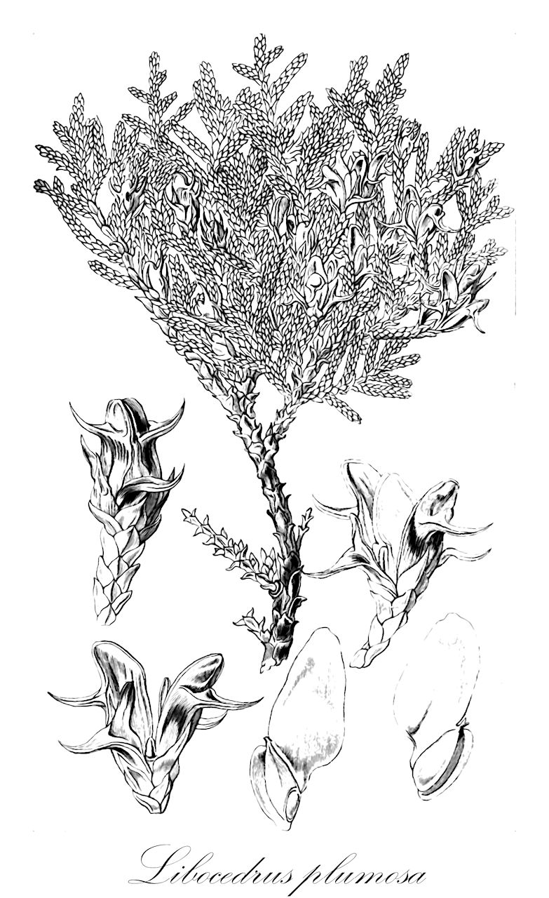 Libocedrus plumosa - Cupressaceae,Plantae,Pteridobiotina,Pinophyta,Pinopsida,Cupressidae,Cupressales,Cupressaceae,Libocedrus,Libocedrus plumosa,Dacrydium plumosum, Libocedrus doniana, Libocedrus plumosa, Thuja doniana