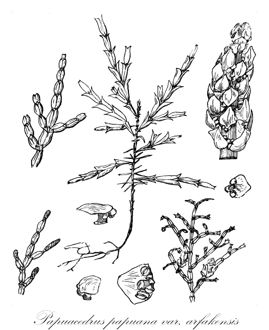 Papuacedrus papuana var. arfakensis - Cupressaceae,Plantae,Pteridobiotina,Pinophyta,Pinopsida,Cupressidae,Cupressales,Cupressaceae,Papuacedrus,Papuacedrus papuana,Papuacedrus papuana var. arfakensis,Libocedrus arfakensis, Libocedrus papuana subsp. arfakensis, Libocedrus papuana var. arfakensis, Papuacedrus arfakensis
