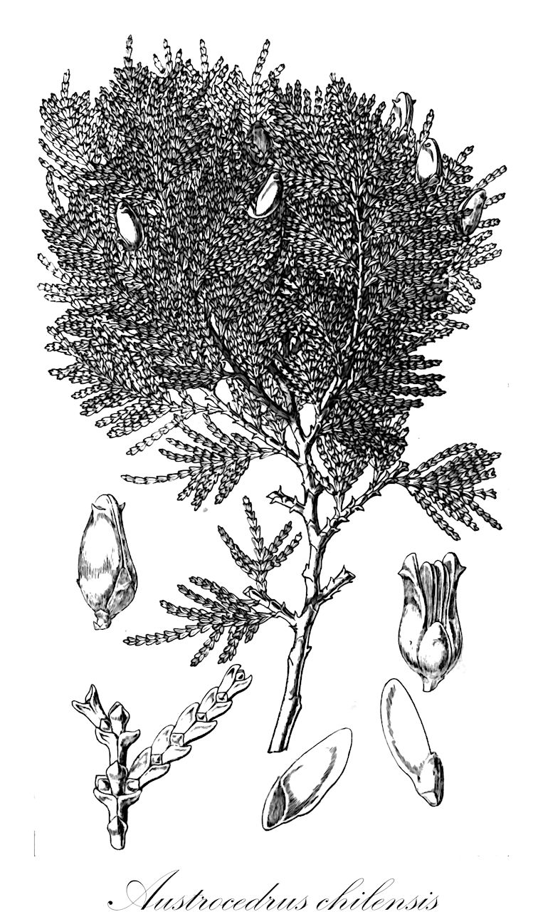 Austrocedrus chilensis - Cupressaceae,Plantae,Pteridobiotina,Pinophyta,Pinopsida,Cupressidae,Cupressales,Cupressaceae,Austrocedrus,Austrocedrus chilensis,Cupressus chilensis, Cupressus thujoides, Libocedrus chilensis, Libocedrus chilensis var. argenteus, Libocedrus excelsa, Thuja andina, Thuja chilensis, Thuja cuneata,Chilenische Flusszeder;Chilezeder