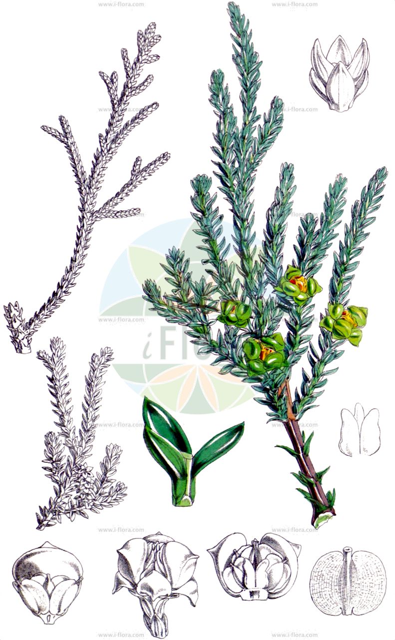 Fitzroya cupressoides - Cupressaceae,Plantae,Pteridobiotina,Pinophyta,Pinopsida,Cupressidae,Cupressales,Cupressaceae,Fitzroya,Fitzroya cupressoides,Cupresstellata patagonica, Fitzroya patagonica, Libocedrus cupressoides, Pinus cupressoides,Alerce;Patagonische Zypresse