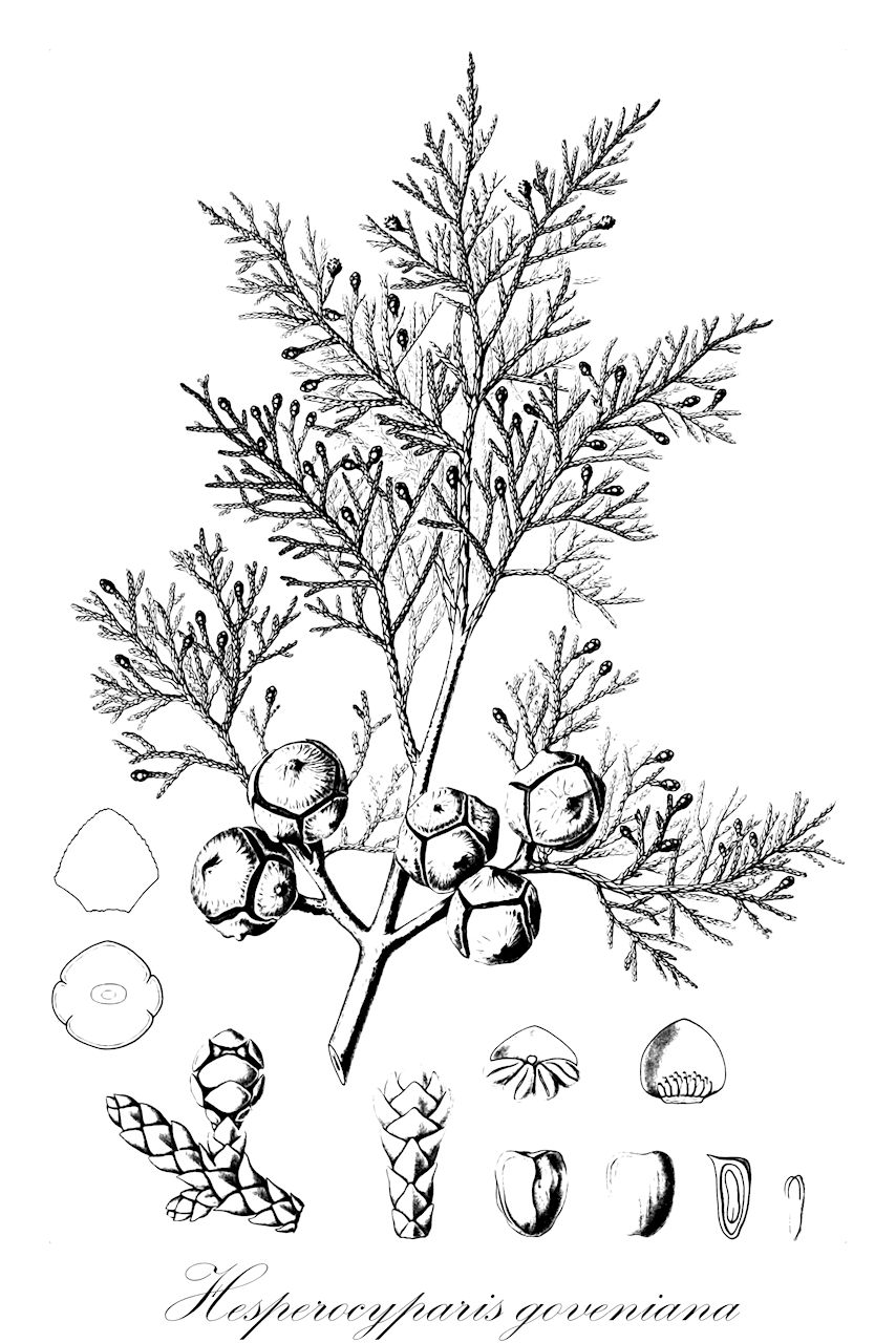 Hesperocyparis goveniana - Cupressaceae,Plantae,Pteridobiotina,Pinophyta,Pinopsida,Cupressidae,Cupressales,Cupressaceae,Hesperocyparis,Hesperocyparis goveniana,Callitropsis goveniana, Cupressus aromatica, Cupressus attenuata, Cupressus bourgeauii, Cupressus californica, Cupressus cornuta, Cupressus goveniana, Cupressus goveniana subsp. gibsonensis, Cupressus goveniana var. attenuata, Cupressus goveniana var. cornuta, Cupressus goveniana var. glauca, Cupressus goveniana var. goveniana, Cupressus goveniana var. gracilis, Cupressus goveniana var. huberiana, Cupressus goveniana var. parva, Cupressus goveniana var. pendula, Cupressus goveniana var. viridis, Cupressus silbae, Hesperocyparis goveniana var. abramsiana, Juniperus aromatica, Neocupressus goveniana,Gowens Zypresse;gowen cypress;santa cruz cypress;mendocino cypress