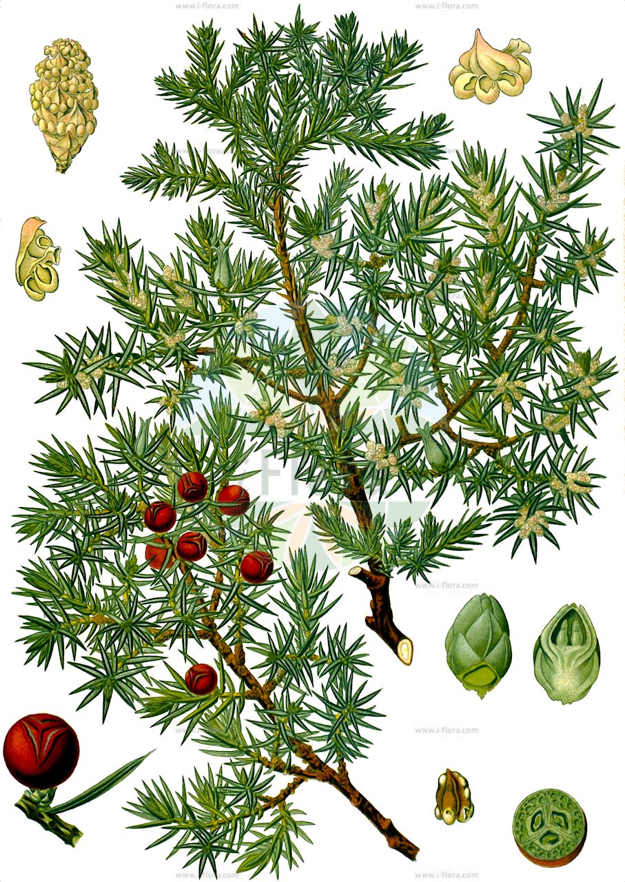 Juniperus oxycedrus - Cupressaceae,Plantae,Pteridobiotina,Pinophyta,Pinopsida,Cupressidae,Cupressales,Cupressaceae,Juniperus,Juniperus oxycedrus,Juniperus glauca, Juniperus heterocarpa, Juniperus heterocarpa, Juniperus oxycedrina, Juniperus oxycedrus f. viridis, Juniperus oxycedrus var. brachyphylla, Juniperus oxycedrus var. wittmanniana, Juniperus rufescens, Juniperus souliei, Juniperus tenella, Juniperus wittmanniana, Oxycedrus echinoformis, Oxycedrus ericoides, Oxycedrus withmanniana,Cedern-Wacholder;Cedern-Wachholder;Spanische Ceder;Kadestrauch;Kranewett;Kaddigstrauch;Baum-Wacholder;genévrier oxycèdre;cade;cèdre piquant;cadier;cadrès;genévrier cade;oxycèdre;petit cèdre;enebro de la miera;cada;enebro español;enebro albo;alerce español;cade;enebro albar;oxicedro;xinebro;ginepro rosso;ginepro ossicedro;coccolone;appeggi;zimbro-bravo;zimbro-molar;cedro-de-espanha;oxicedro;zimbreira;можжевельник колючий;можжевельник красный;deniz ardıcı;katran ardıcı;dëllinjë;càdec;oštroigličasta borovica;primorska šmrika;šmrika;grekisk ceder;kadträd;spansk ceder;Middelhavs-ene;jałowiec kolczasty;rdečeplodni brin;vörös boróka;jalovec červenoplodý;borievka červená;яловець червоний;червена хвойна;црвена клека;ar'ar arzi;עַרְעָר אַרְזִי;ar 'ar;عرعر;άρκευθος οξύκεδρος;hego-ipurua;hego-orrea