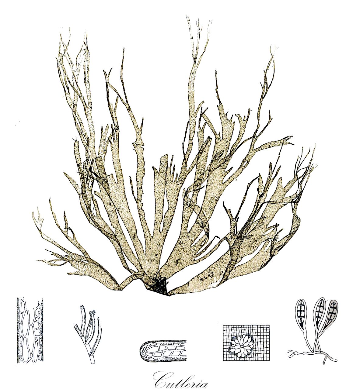 Cutleria - Cutleriaceae,Biota,Chromista,Ochrophyta,Phaeophyceae,Cutleriales,Cutleriaceae,Cutleria,Aglaozonia