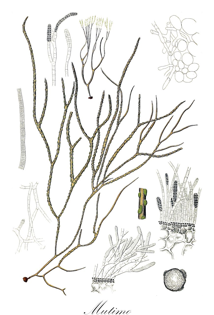 Mutimo - Cutleriaceae