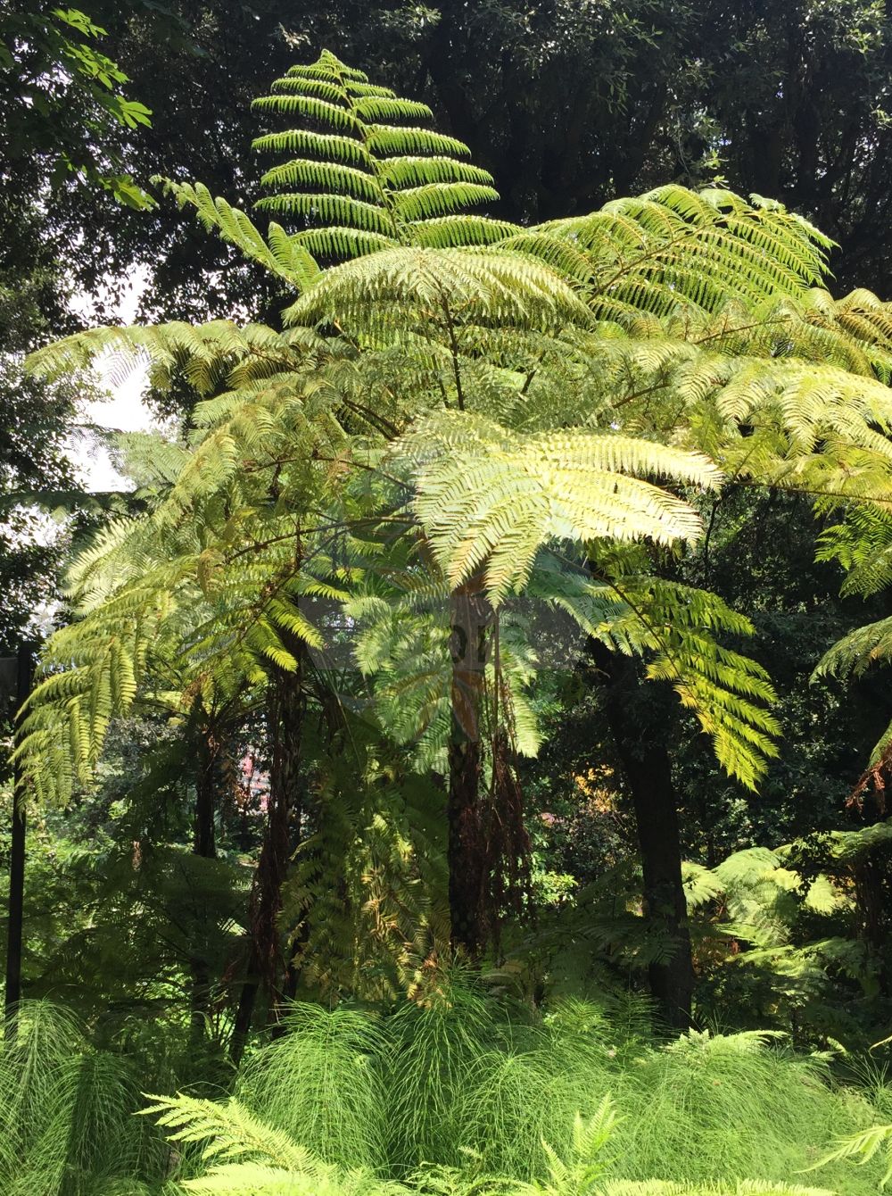 Sphaeropteris cooperi - Cyatheaceae,Plantae,Pteridobiotina,Polypodiophyta,Polypodiopsida,Polypodiidae,Cyatheales,Cyatheaceae,Sphaeropteris,Sphaeropteris cooperi,Alsophila australis var. cervicalis, Alsophila australis var. pallida, Alsophila cooperi, Alsophila excelsa var. cooperi, Alsophila hilliana, Cyathea australis var. cervicalis, Cyathea australis var. pallida, Cyathea brownii var. cooperi, Cyathea cooperi,fougère arborescente d'Australie;fougère de Cooper