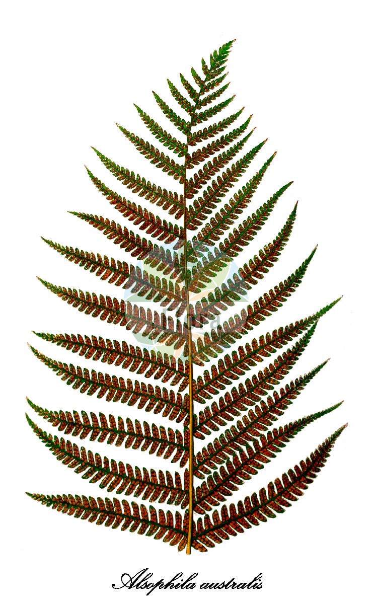 Alsophila australis - Cyatheaceae,Plantae,Pteridobiotina,Polypodiophyta,Polypodiopsida,Polypodiidae,Cyatheales,Cyatheaceae,Alsophila,Alsophila australis,Alsophila australis var. glauca, Alsophila australis var. williamsii, Alsophila loddigesii, Amphicosmia australis, Cyathea australis, Cyathea loddigesii