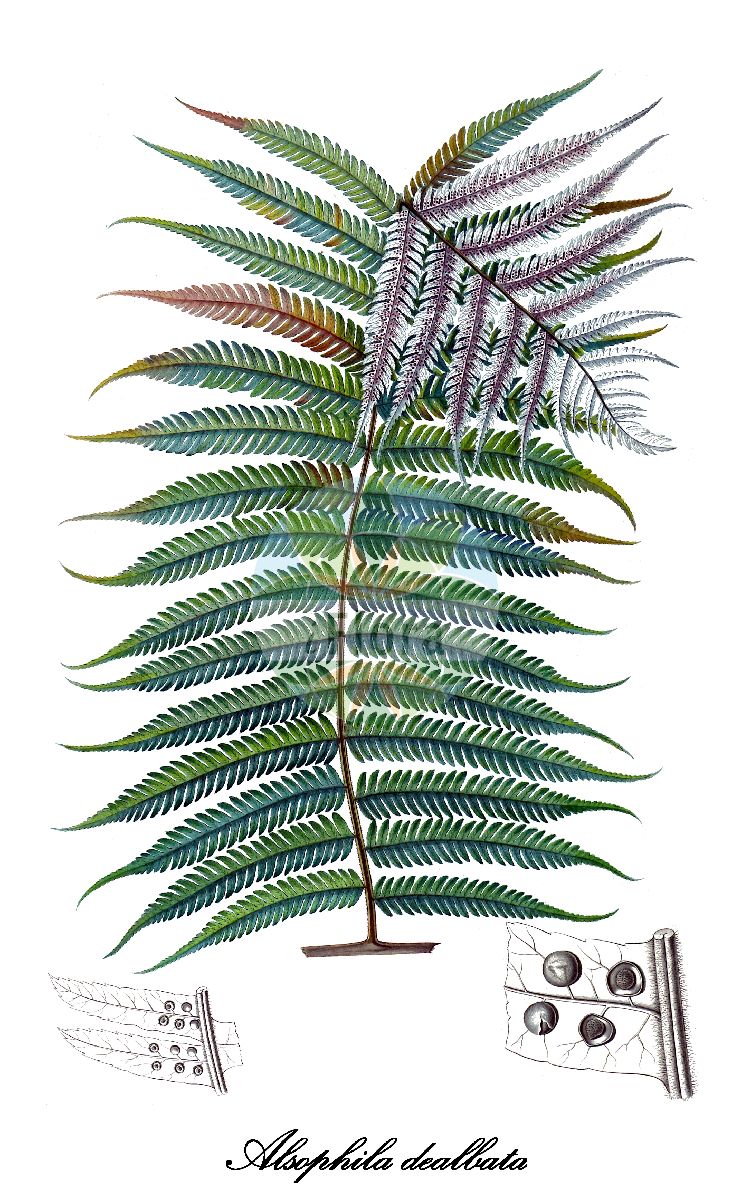 Sphaeropteris glauca - Cyatheaceae,Plantae,Pteridobiotina,Polypodiophyta,Polypodiopsida,Polypodiidae,Cyatheales,Cyatheaceae,Sphaeropteris,Sphaeropteris glauca,Alsophila acuta, Alsophila clementis, Alsophila contaminans, Alsophila dealbata, Alsophila glauca, Alsophila glaucescens, Alsophila mertensii, Alsophila smithiana, Alsophila smithii, Alsophila wallichiana, Chnoophora glauca, Cyathea clementis, Cyathea contaminans, Polypodium contaminans