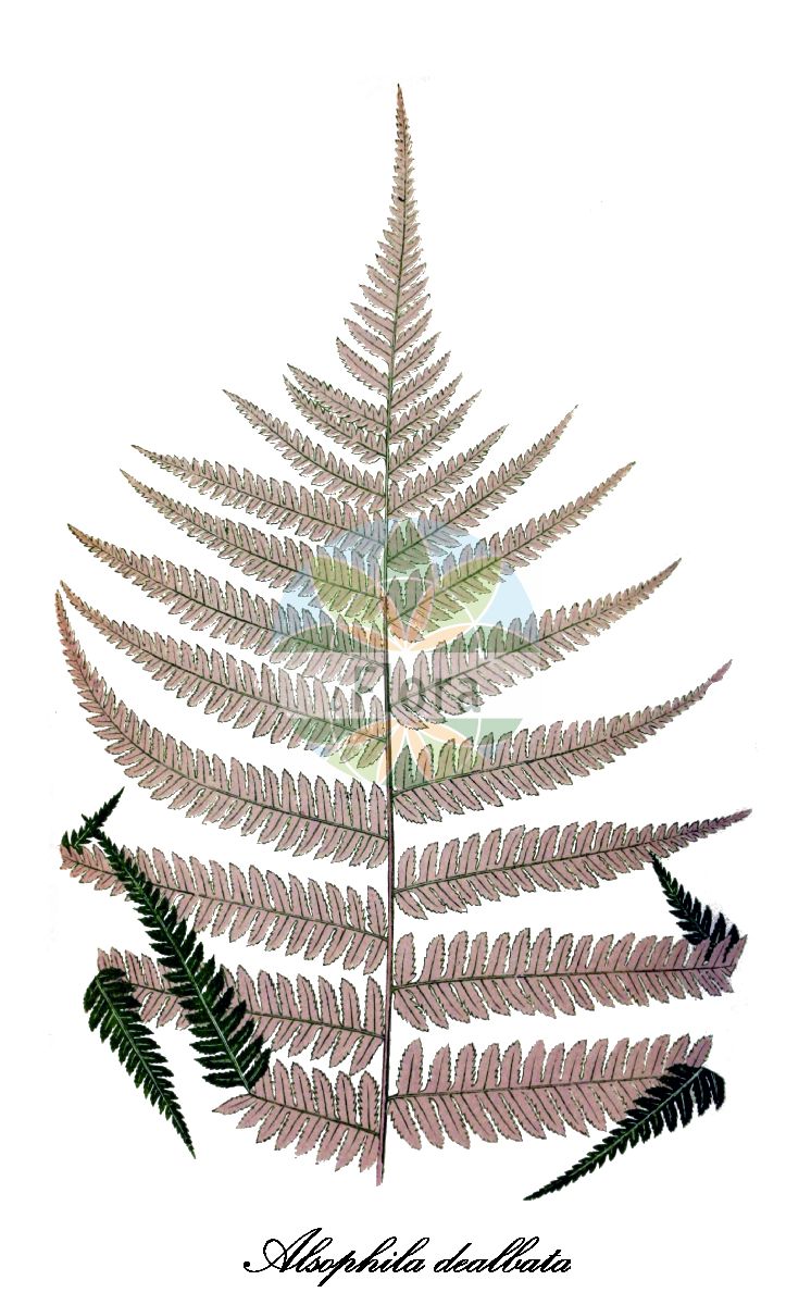 Sphaeropteris glauca - Cyatheaceae,Plantae,Pteridobiotina,Polypodiophyta,Polypodiopsida,Polypodiidae,Cyatheales,Cyatheaceae,Sphaeropteris,Sphaeropteris glauca,Alsophila acuta, Alsophila clementis, Alsophila contaminans, Alsophila dealbata, Alsophila glauca, Alsophila glaucescens, Alsophila mertensii, Alsophila smithiana, Alsophila smithii, Alsophila wallichiana, Chnoophora glauca, Cyathea clementis, Cyathea contaminans, Polypodium contaminans