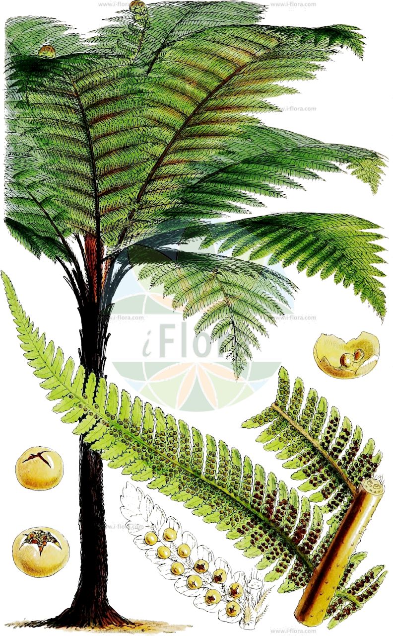Sphaeropteris medullaris - Cyatheaceae,Plantae,Pteridobiotina,Polypodiophyta,Polypodiopsida,Polypodiidae,Cyatheales,Cyatheaceae,Sphaeropteris,Sphaeropteris medullaris,Alsophila extensa, Cyathea medullaris, Cyathea polyneuron, Polypodium medullare,Schwarzer Baumfarn