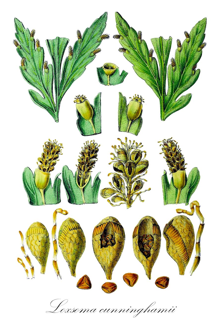 Loxsoma cunninghamii - Cyatheaceae,Plantae,Pteridobiotina,Polypodiophyta,Polypodiopsida,Polypodiidae,Cyatheales,Cyatheaceae,Loxsoma,Loxsoma cunninghamii