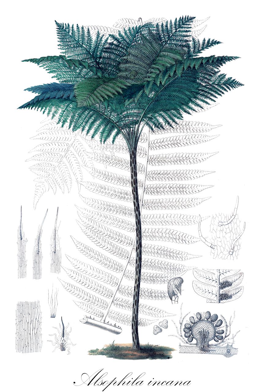 Alsophila incana - Cyatheaceae,Plantae,Pteridobiotina,Polypodiophyta,Polypodiopsida,Polypodiidae,Cyatheales,Cyatheaceae,Alsophila,Alsophila incana