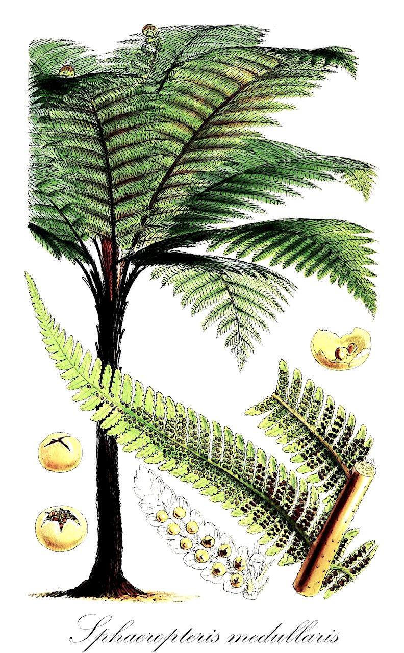 Sphaeropteris medullaris - Cyatheaceae,Plantae,Pteridobiotina,Polypodiophyta,Polypodiopsida,Polypodiidae,Cyatheales,Cyatheaceae,Sphaeropteris,Sphaeropteris medullaris,Alsophila extensa, Cyathea medullaris, Cyathea polyneuron, Polypodium medullare,Schwarzer Baumfarn