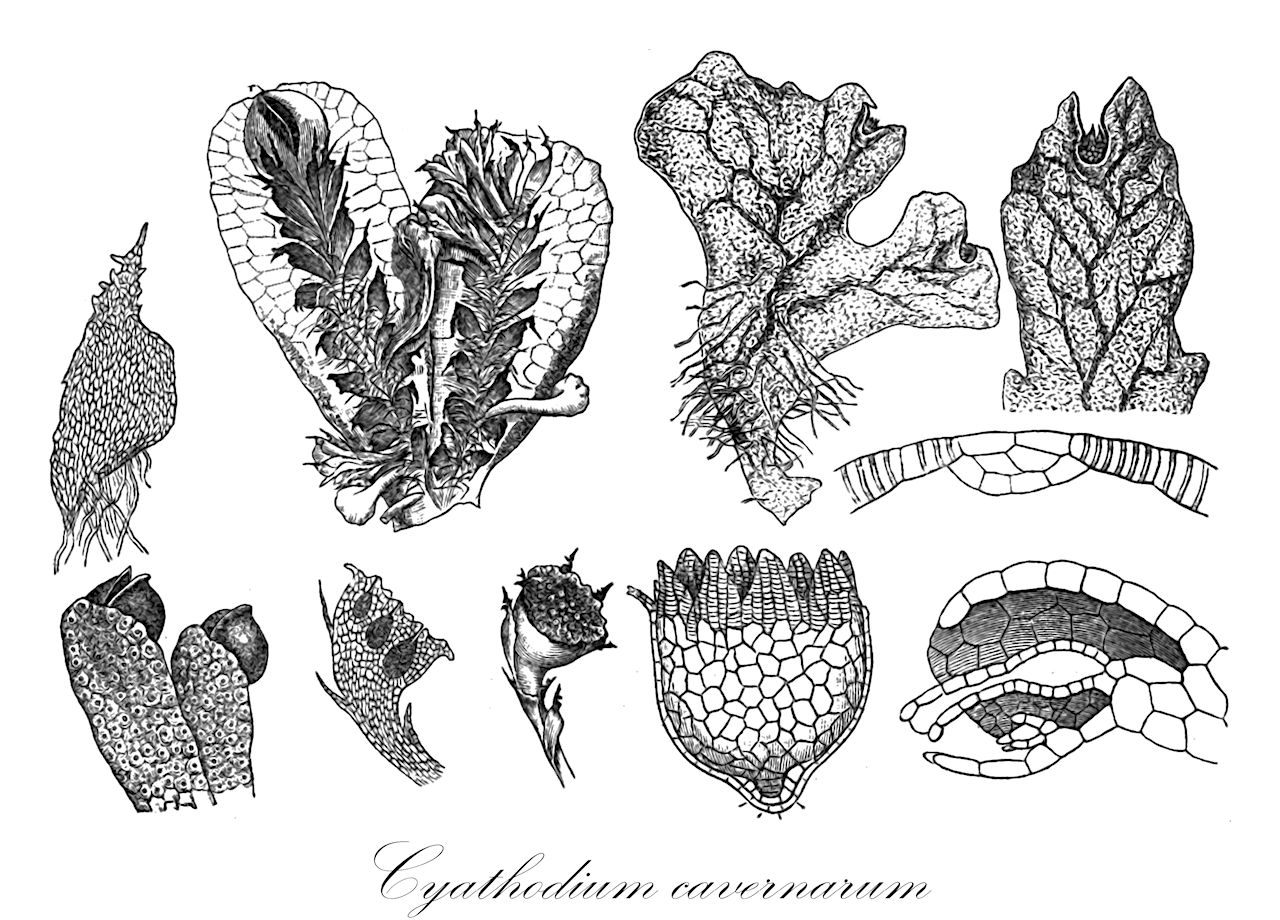 Cyathodium cavernarum - Cyathodiaceae,Plantae,Bryobiotina,Marchantiophyta,Marchantiopsida,Marchantiidae,Marchantiales,Cyathodiaceae,Cyathodium,Cyathodium cavernarum,Cyathodium africanum, Cyathodium barodae, Cyathodium mexicanum